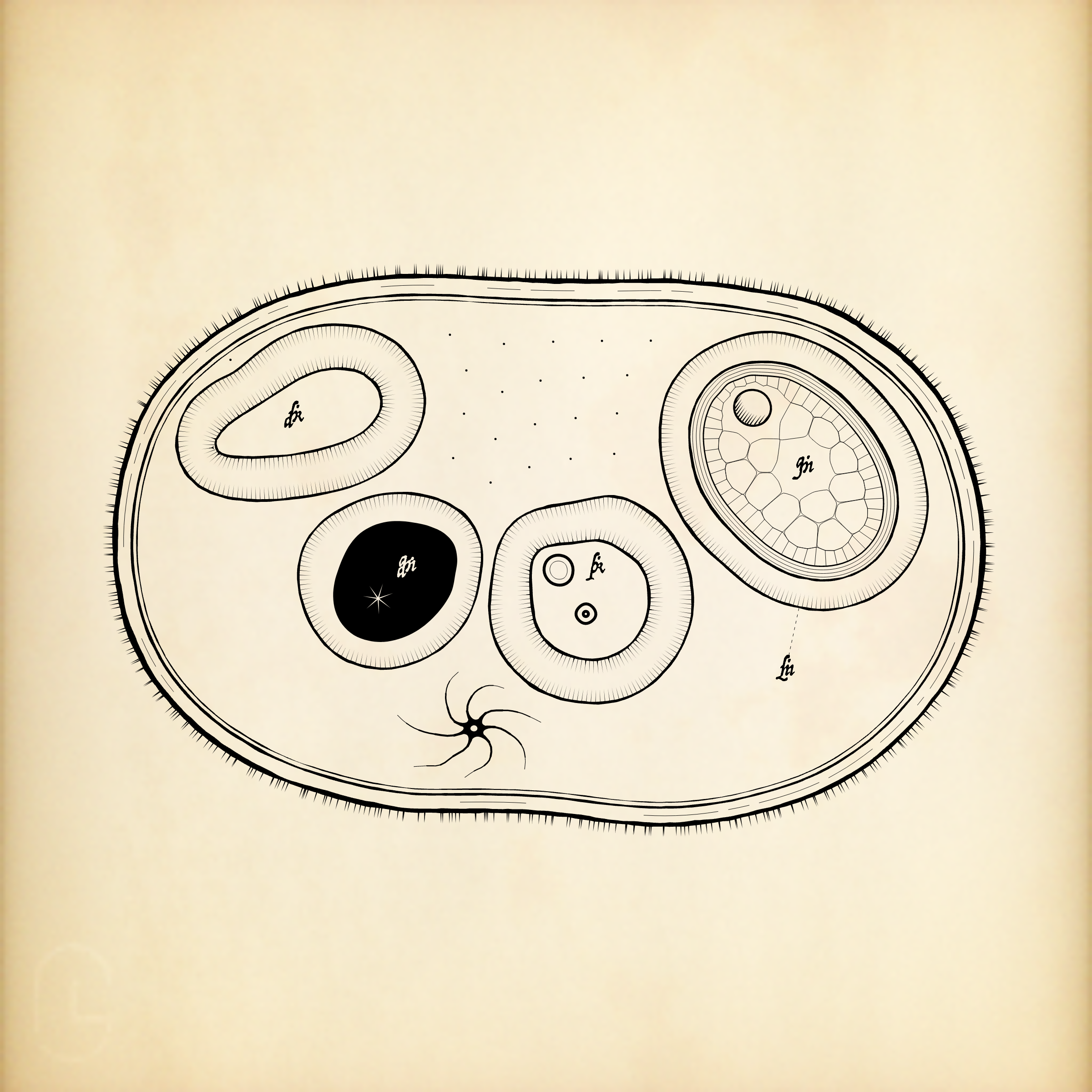 Cytographia #347