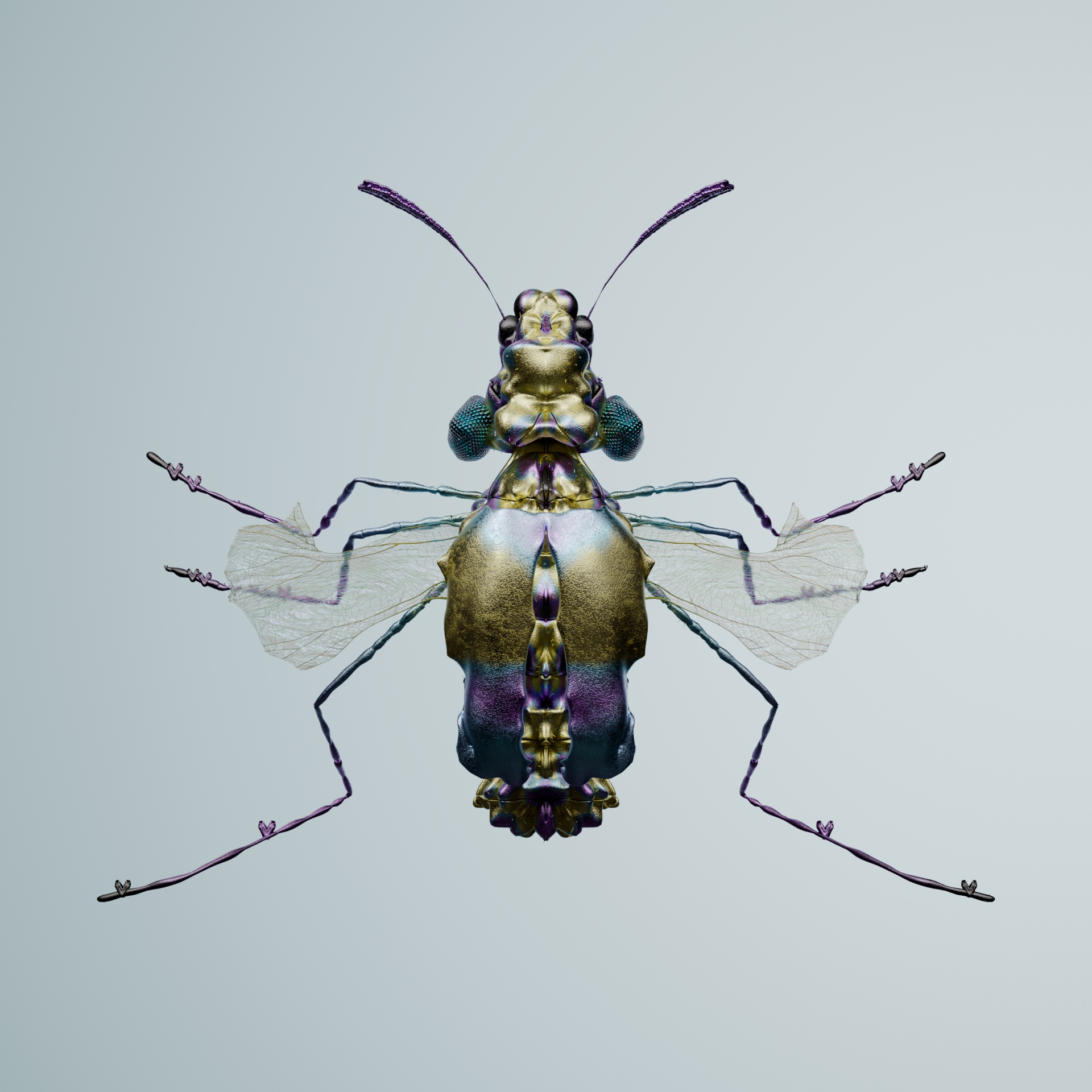 Coleopteraproceritas midera
