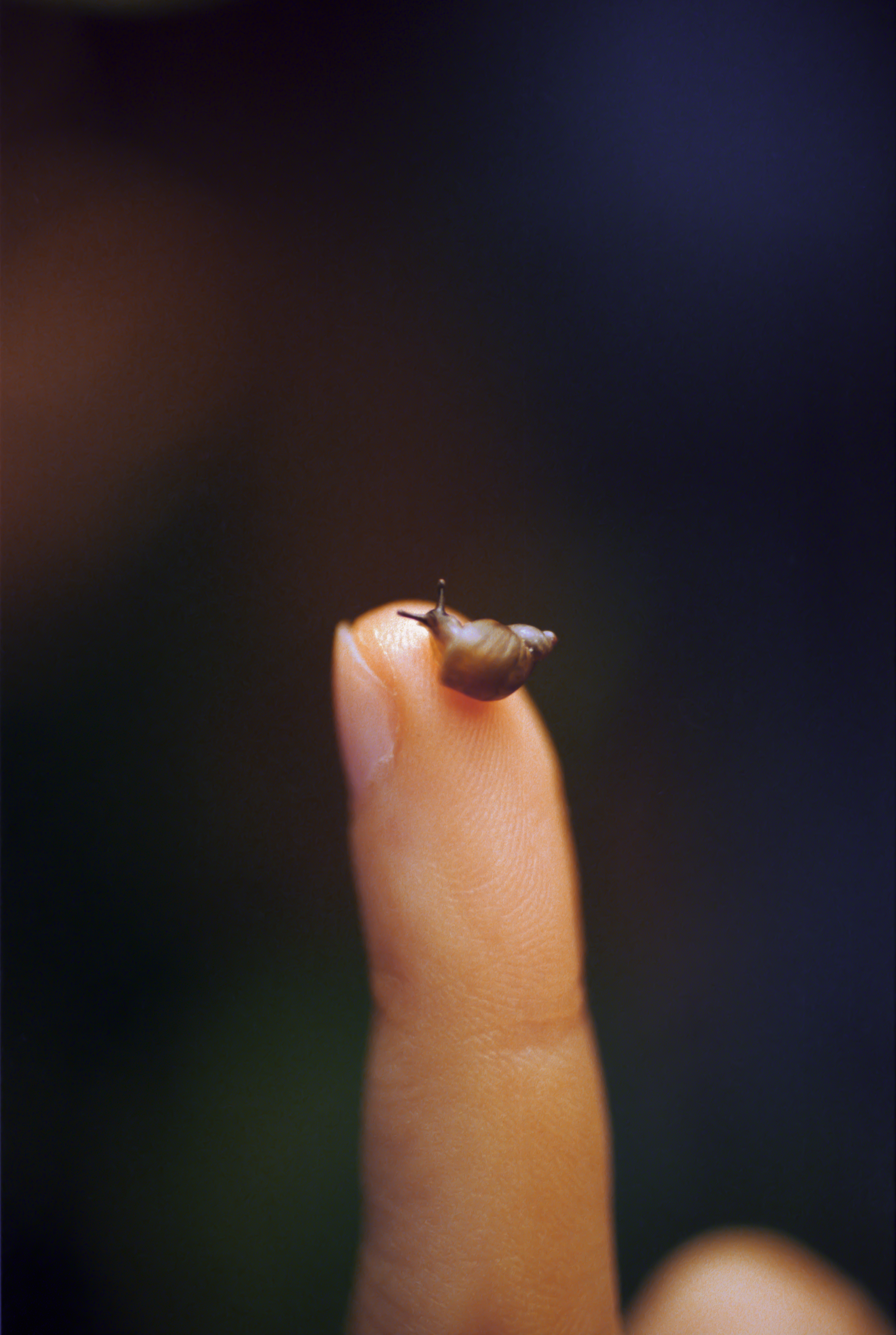 #62 - July - Li Hui