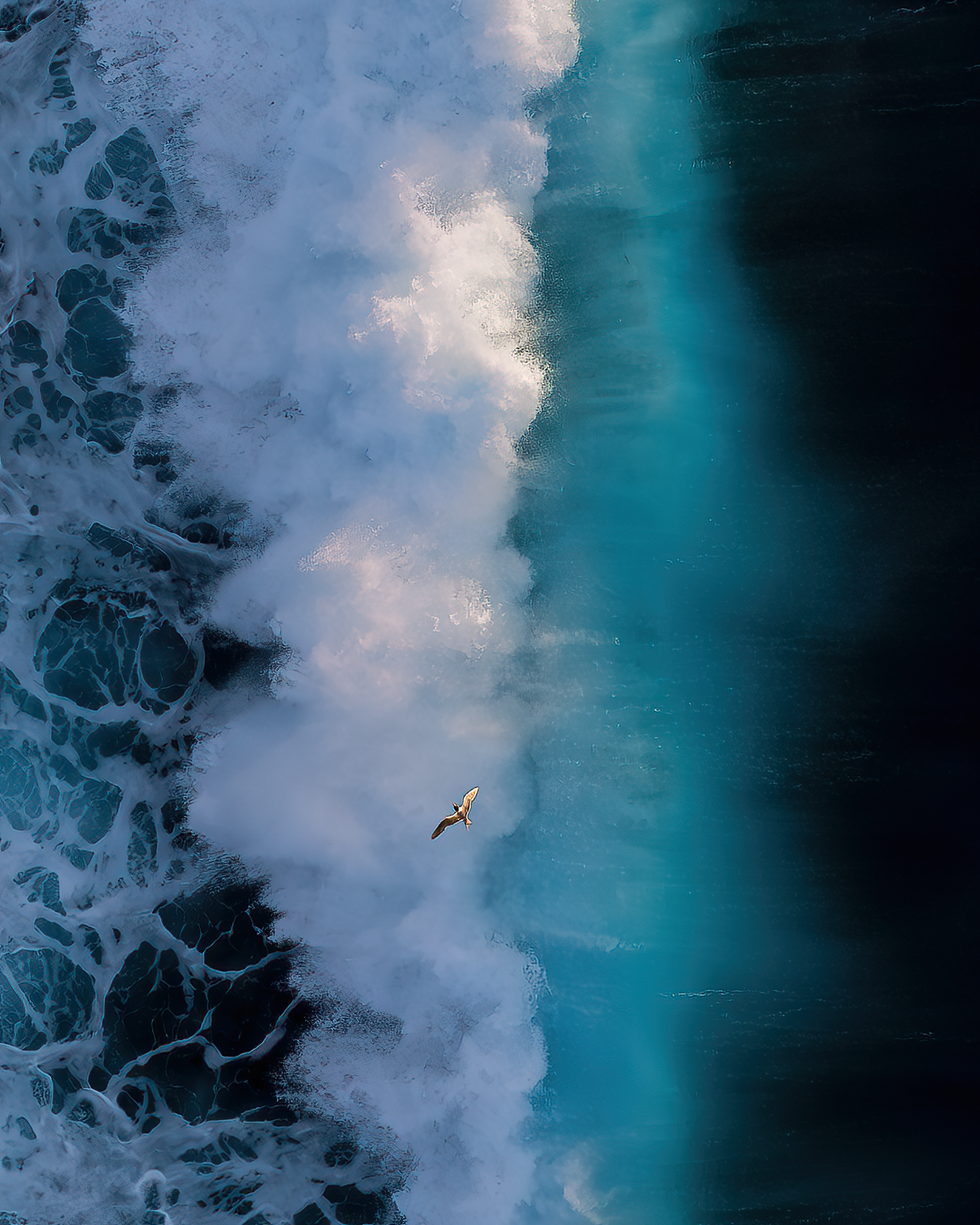 Ocean Phoenix