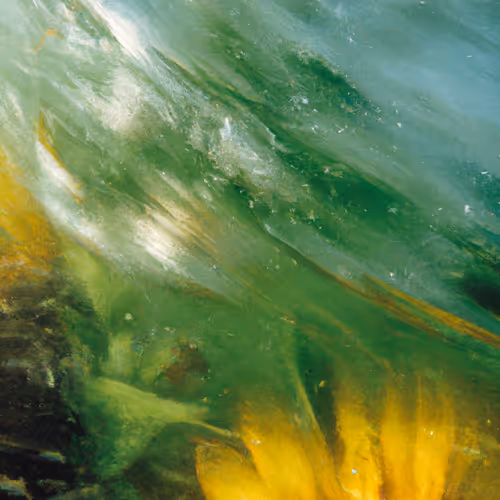 Tsunflower Chaos #3