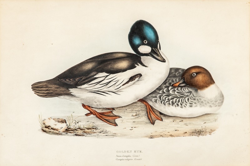Goldeneye