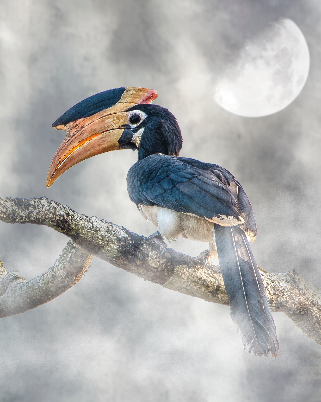 #50 Pied Hornbill