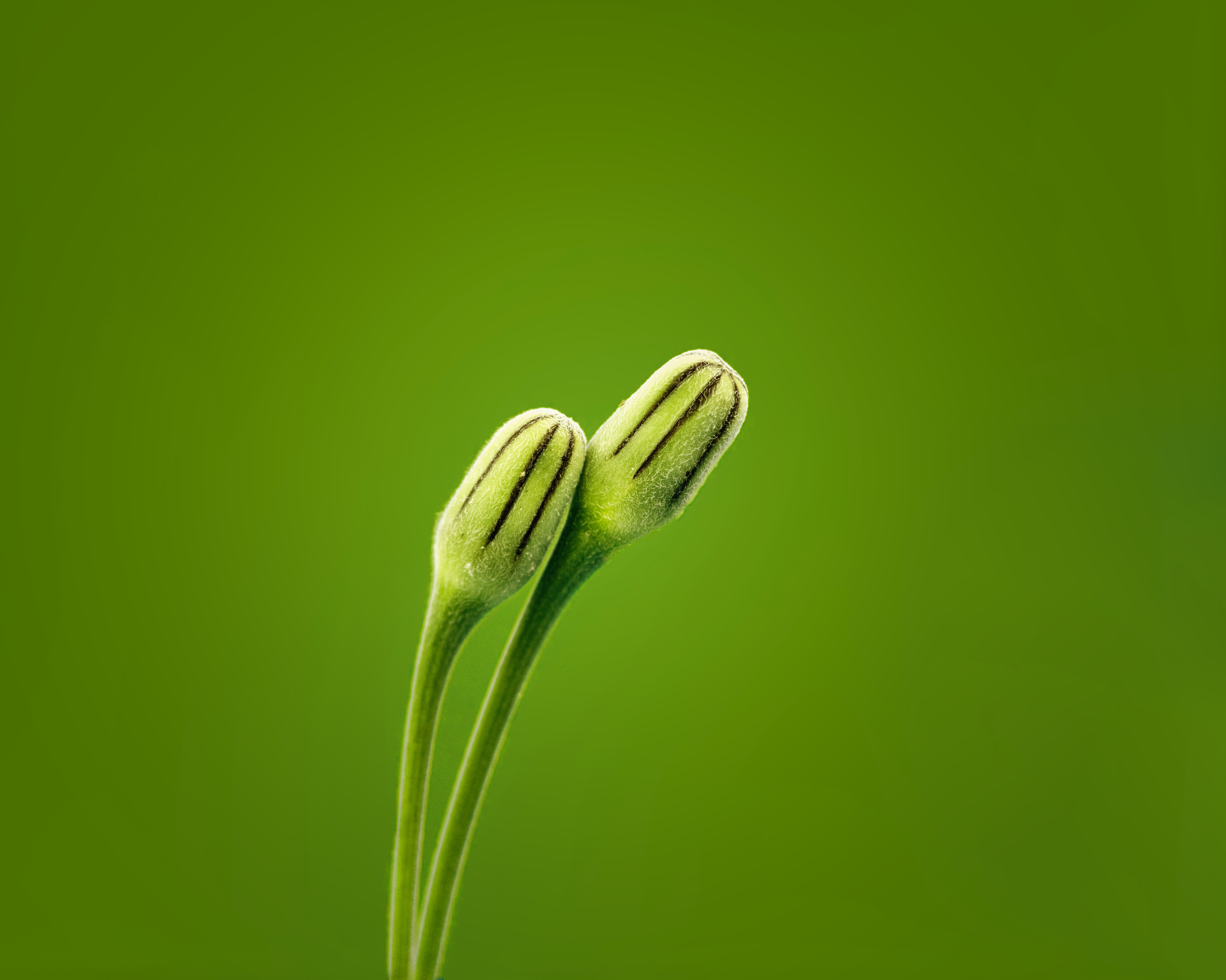 Flower 2