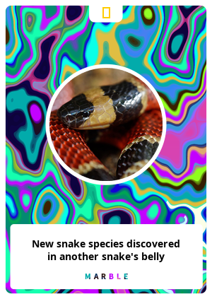 New snake species discovered in another snake's belly