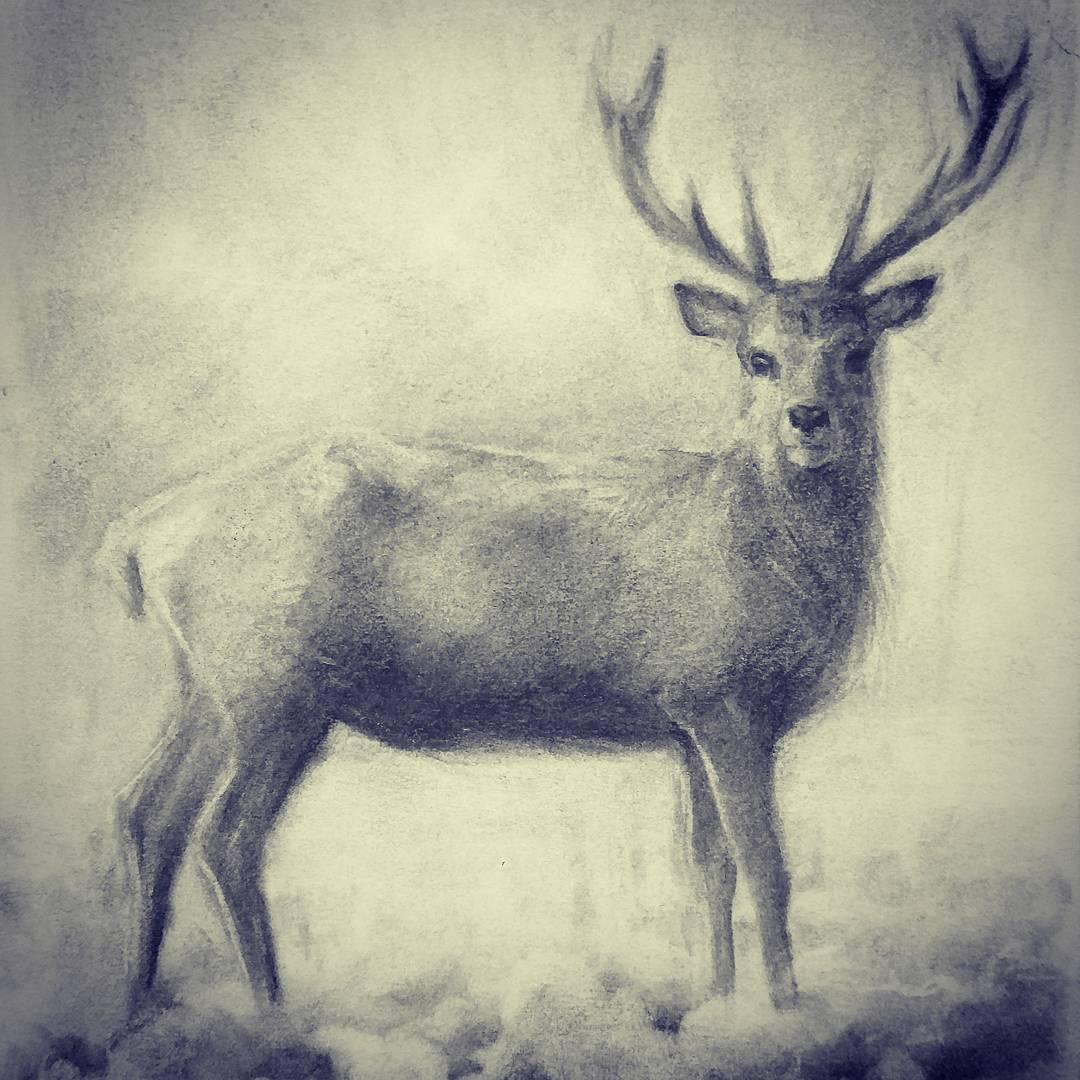 Deer