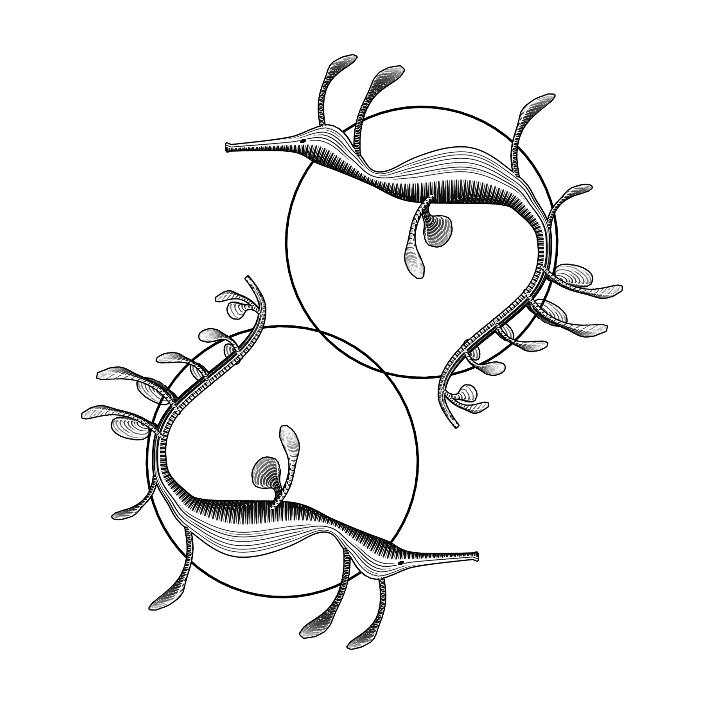 Seadragons #283