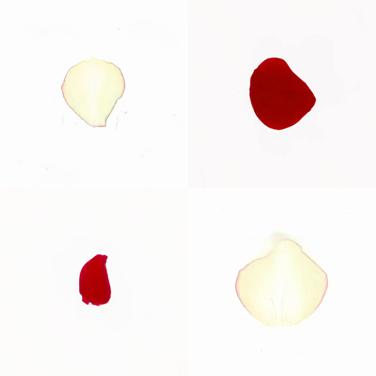 Infinite Petals 2x2#20166