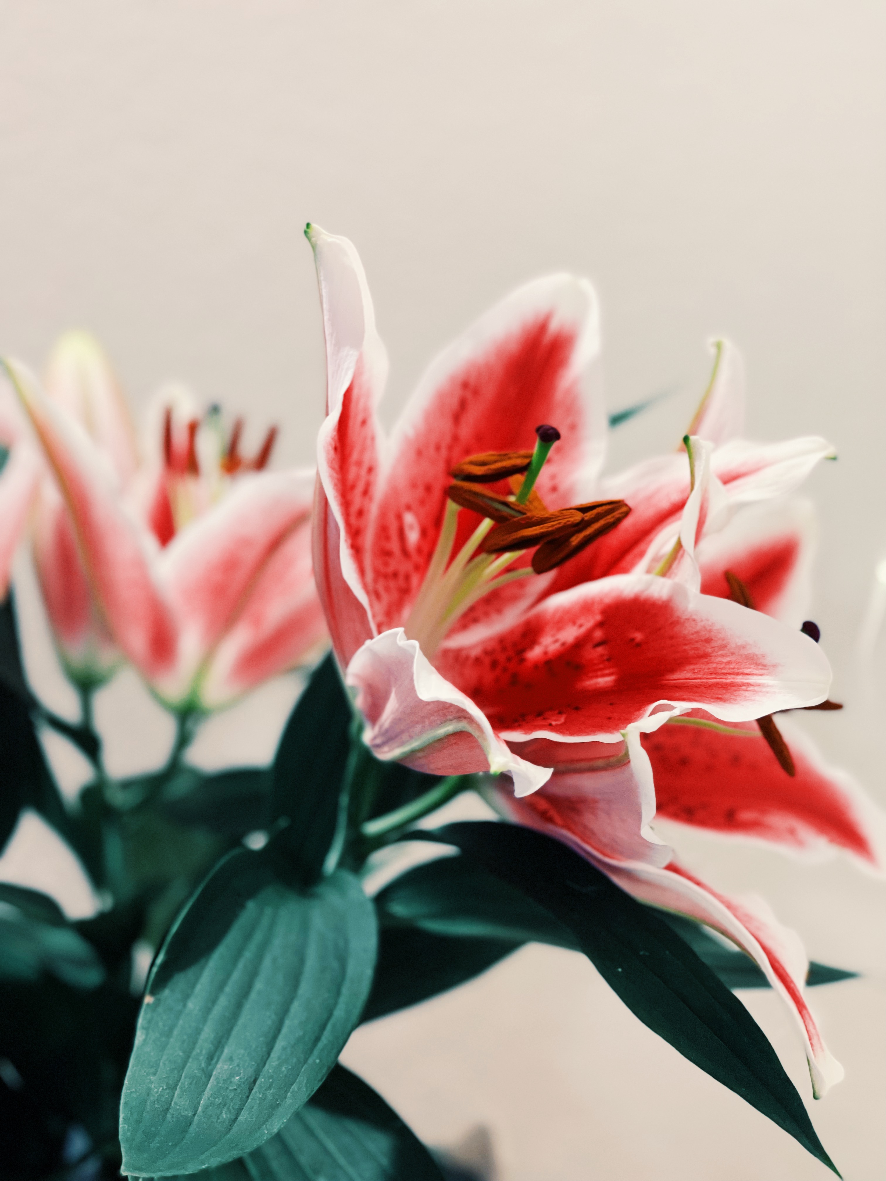 Blush