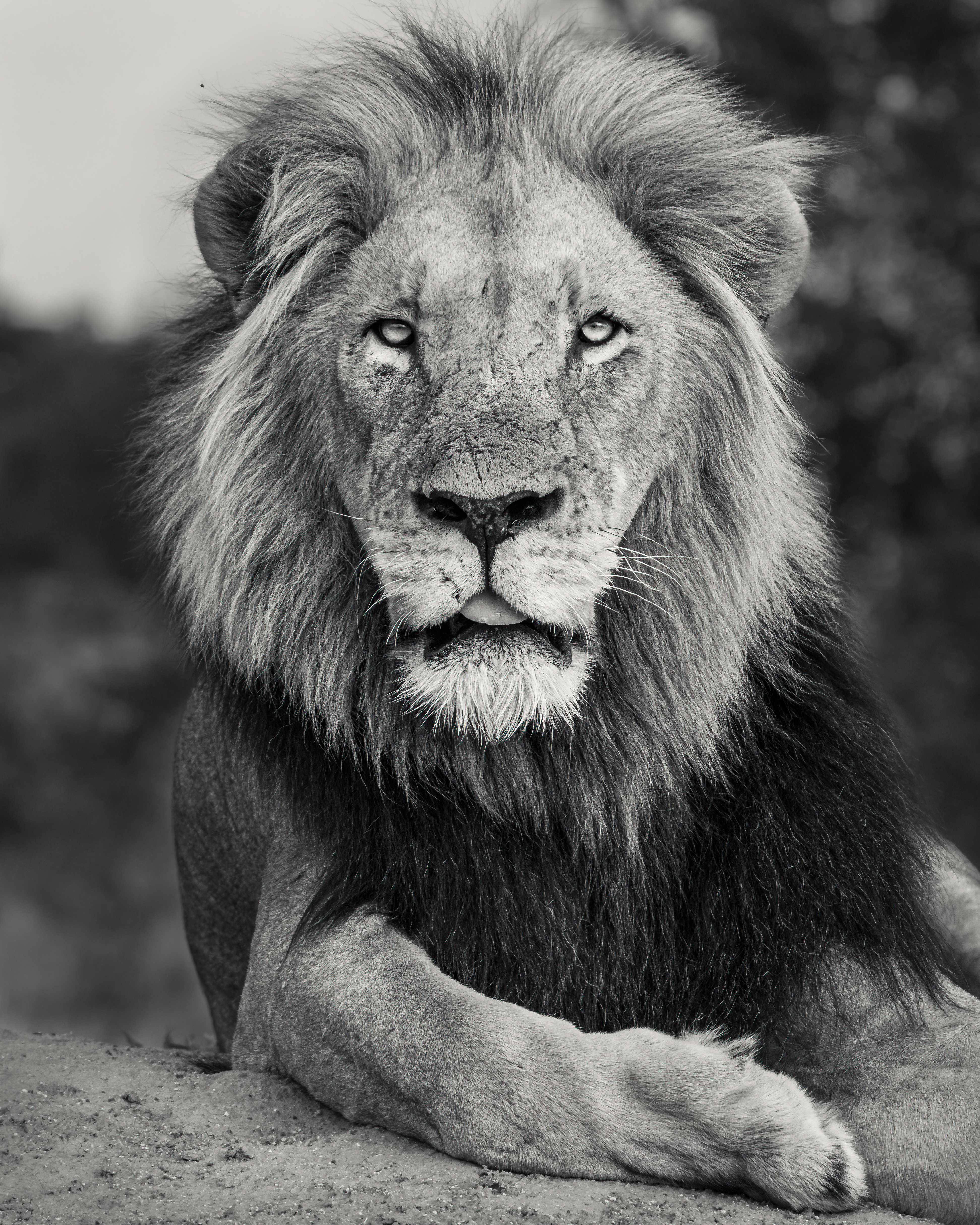 A Fallen King #11