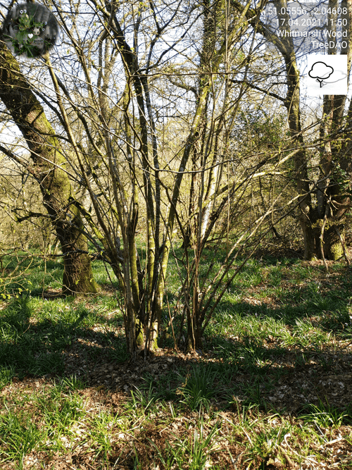 TreeDAO NFT number 243