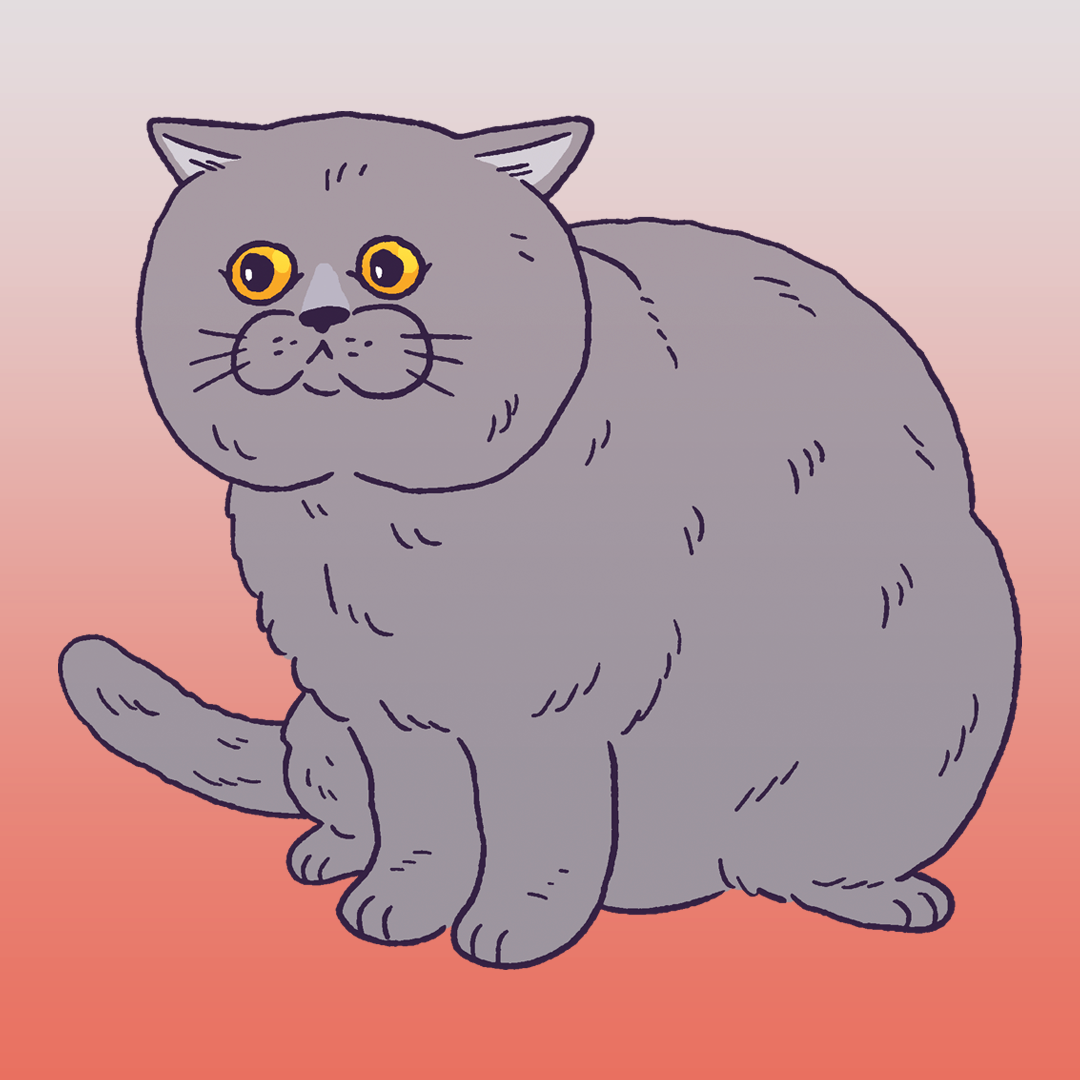 British Shorthair #1027