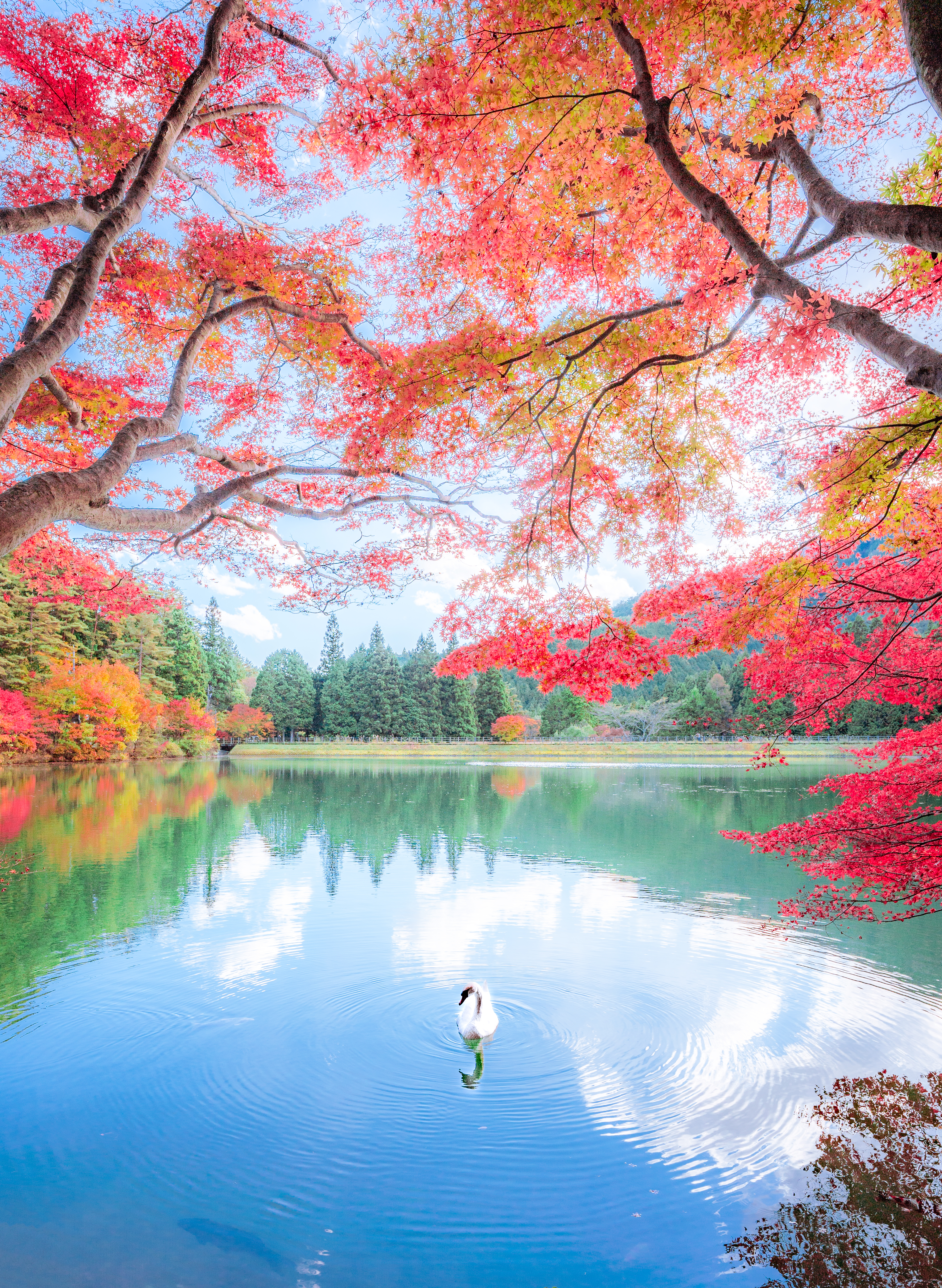 Picturesque Japanese Autumn