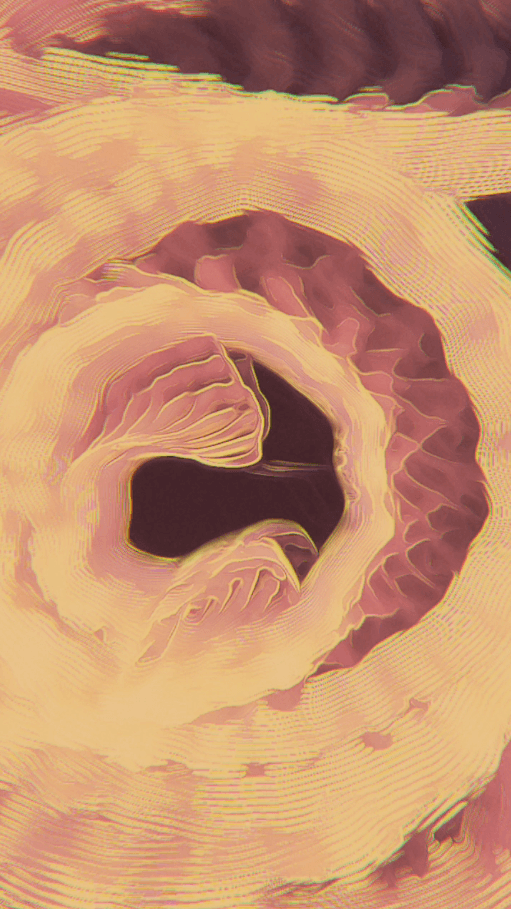 “Polar coordinates for a cephalopod structure” 