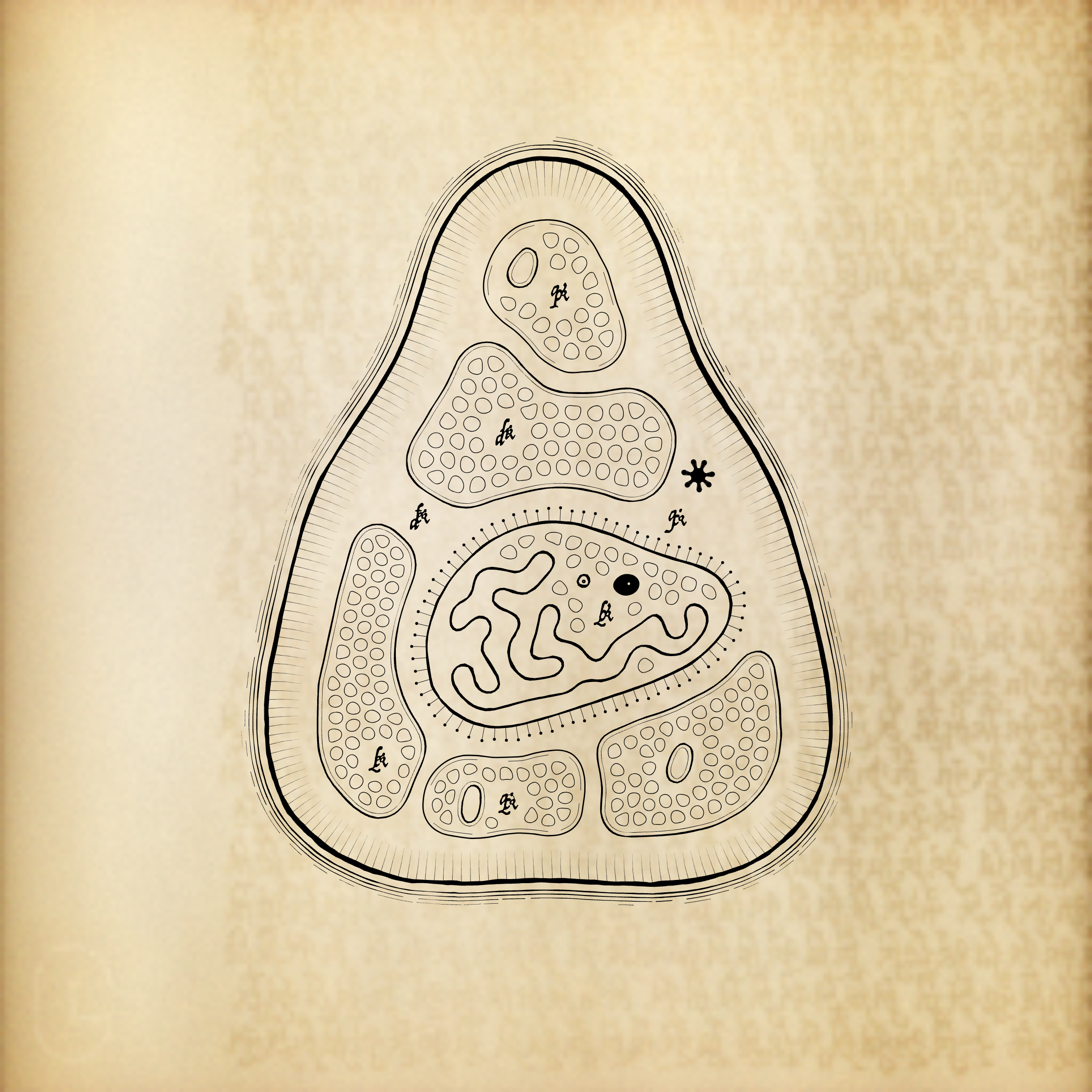 Cytographia #13