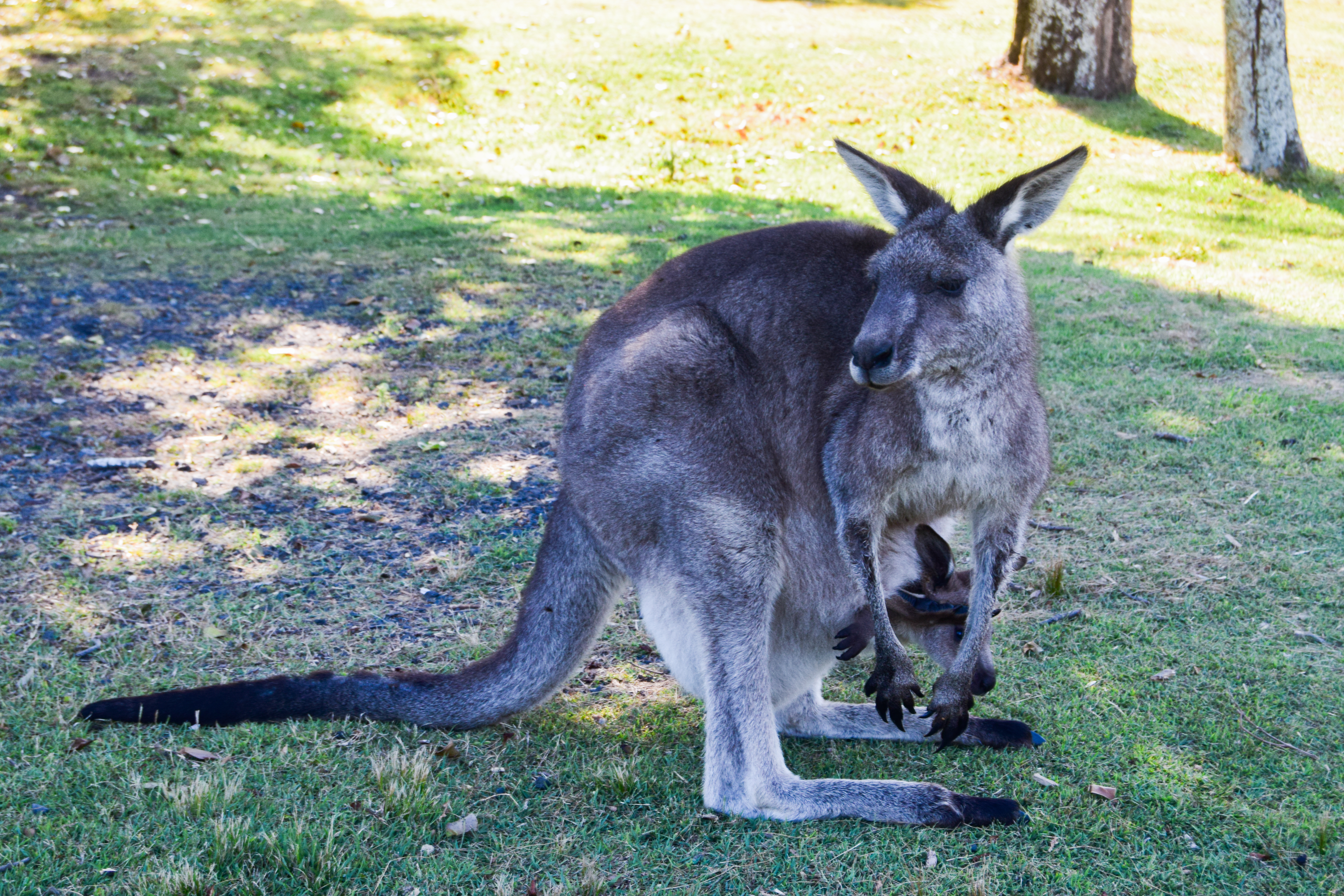 Wild Australia #9