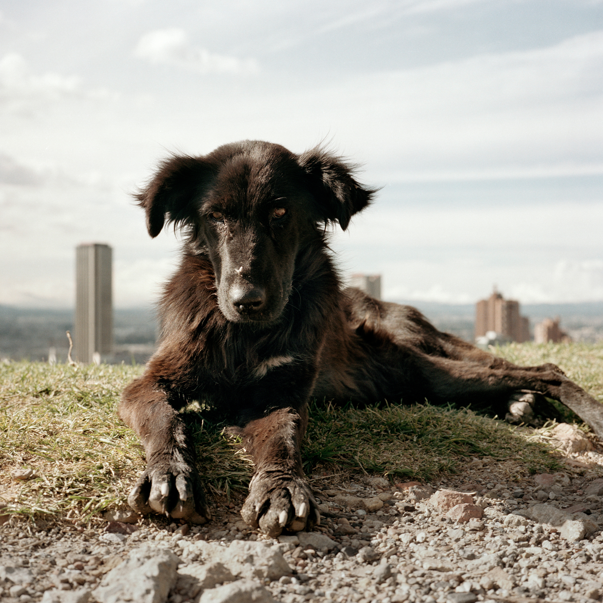 Dog Days, Bogotá #15
