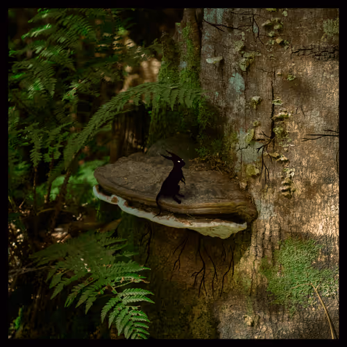 The Lookout