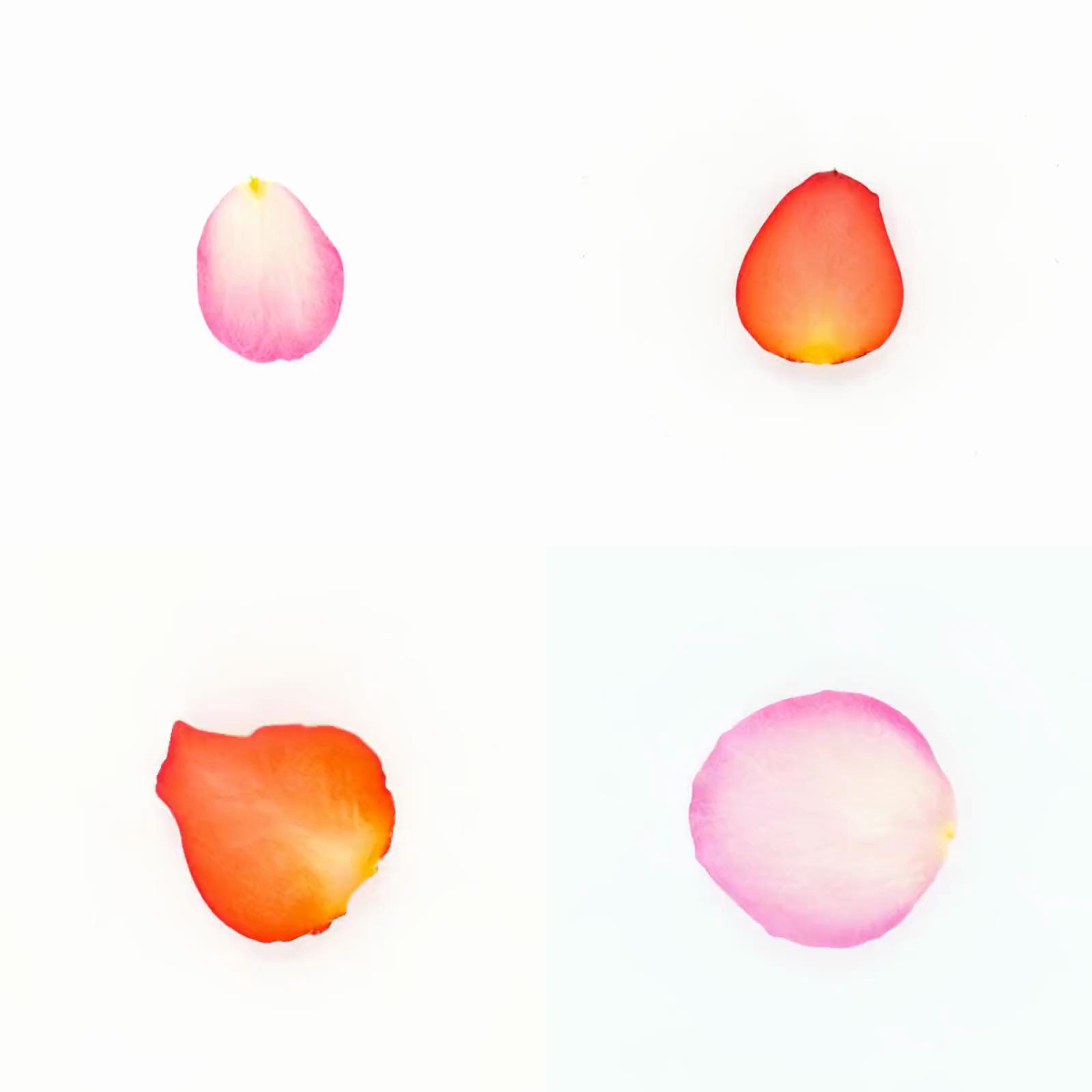 Infinite Petals 2x2#3818
