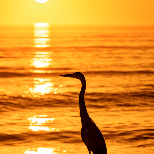 Sunrise Buddy