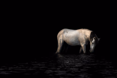 The Dark