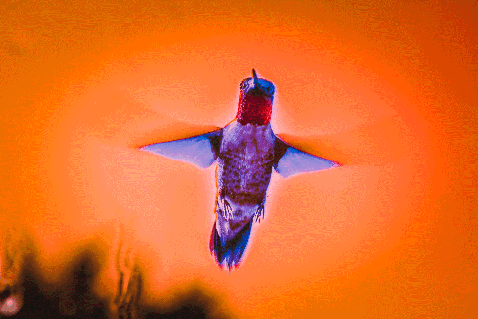 Hummingbirdglitch