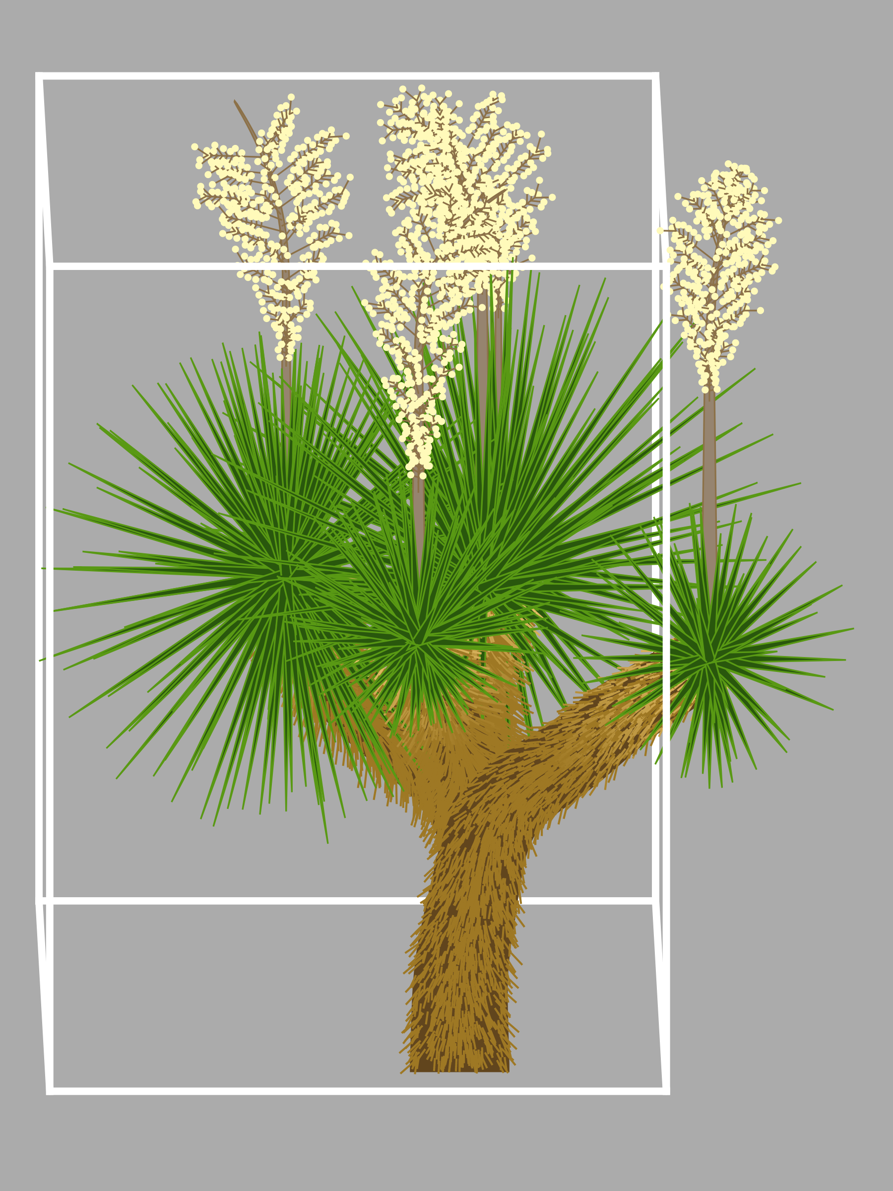 Marfa Yucca #222