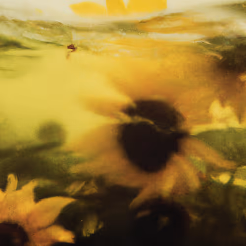 Tsunflower Chaos #43