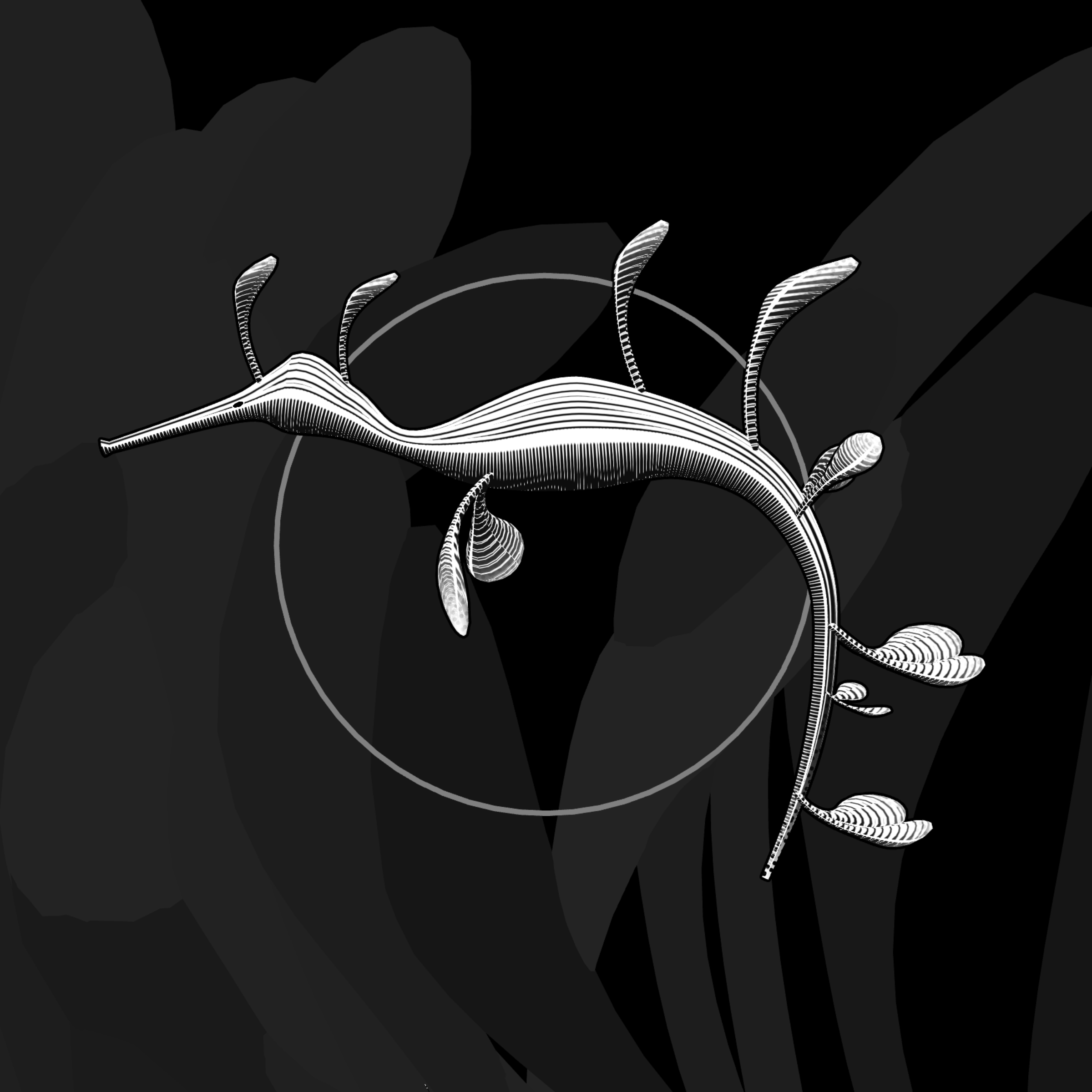Seadragons #992