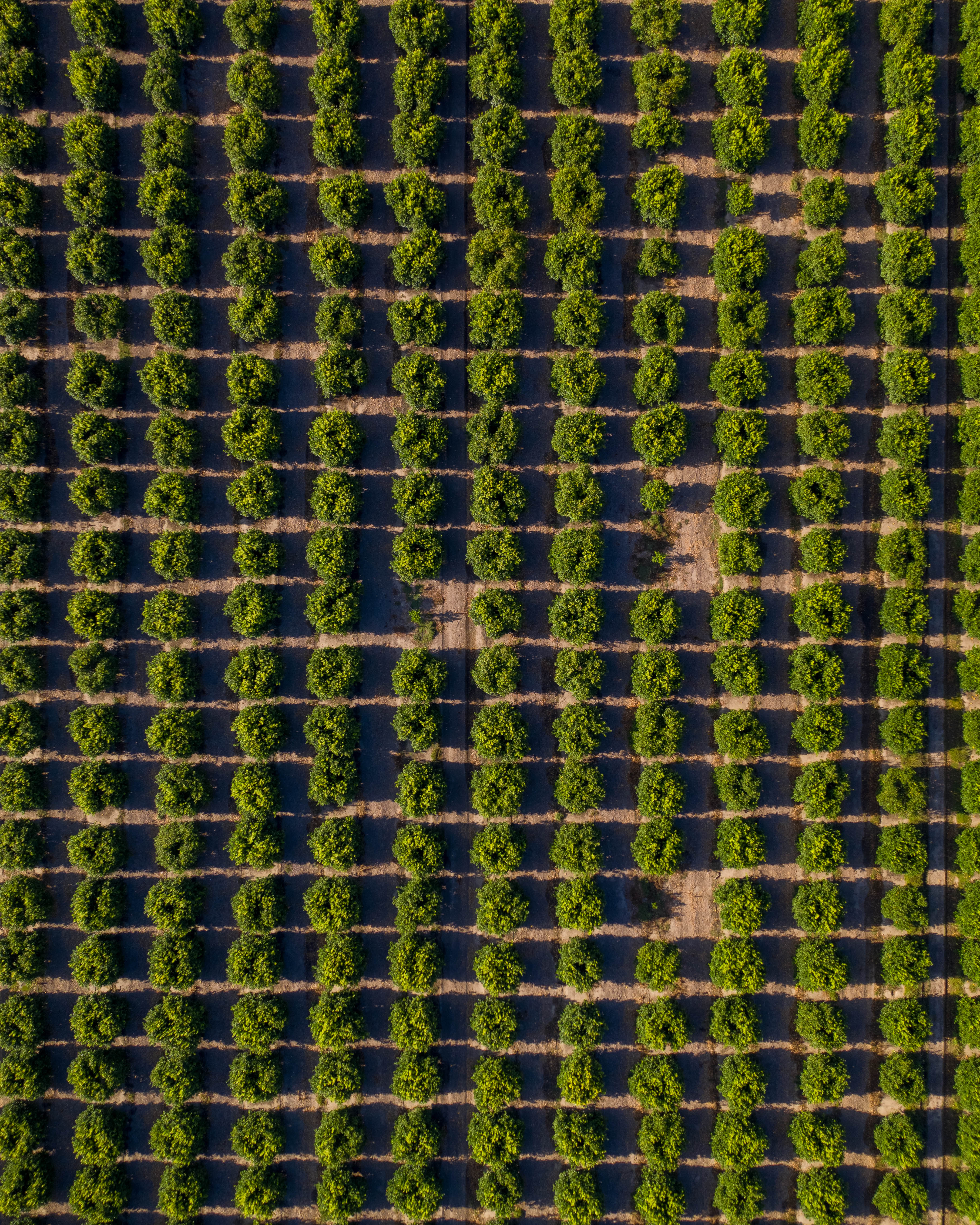 Patchwork Trees