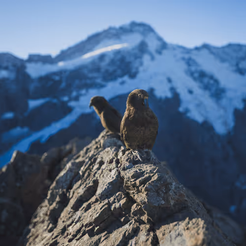 Keas in New Zealand
