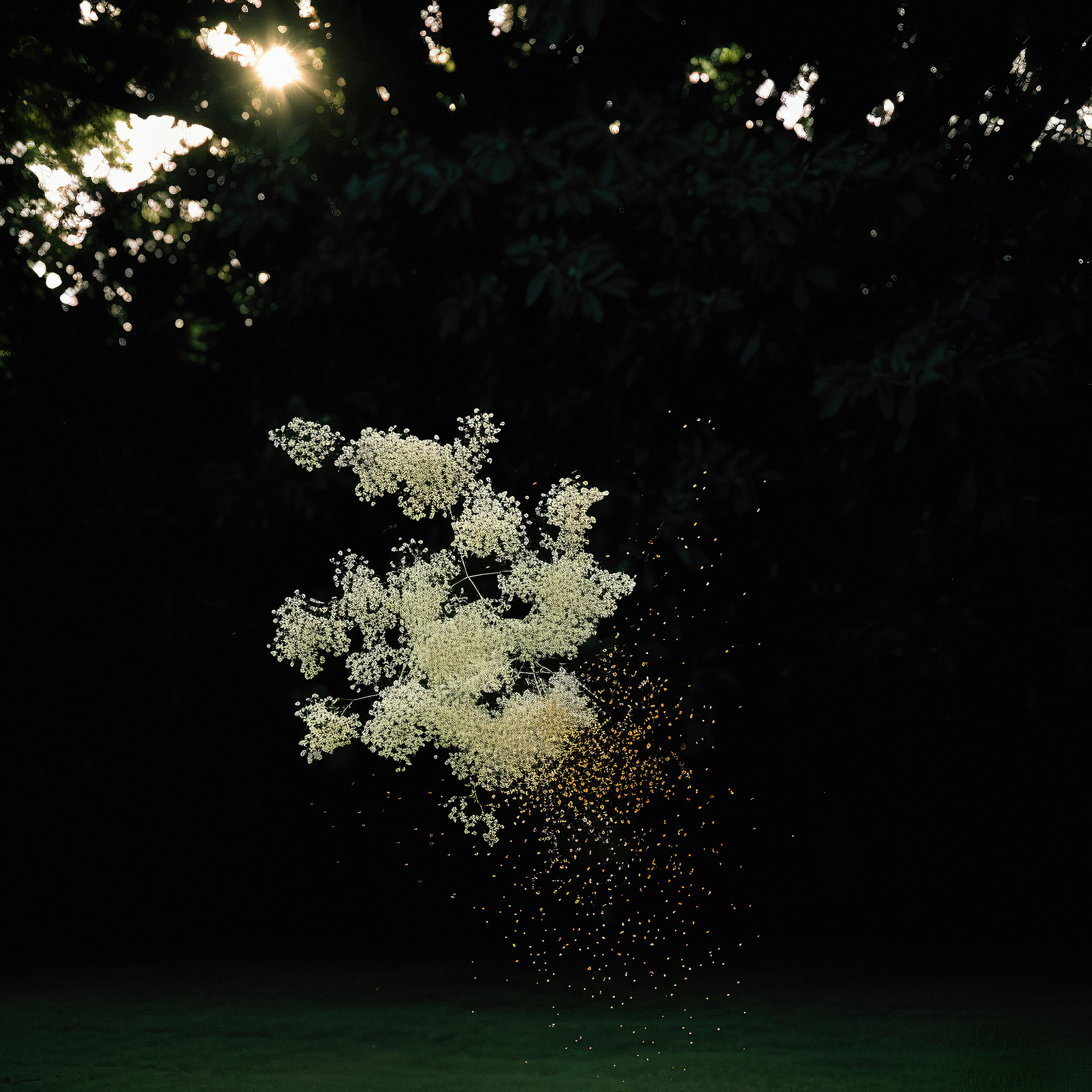 Elderflower Dust