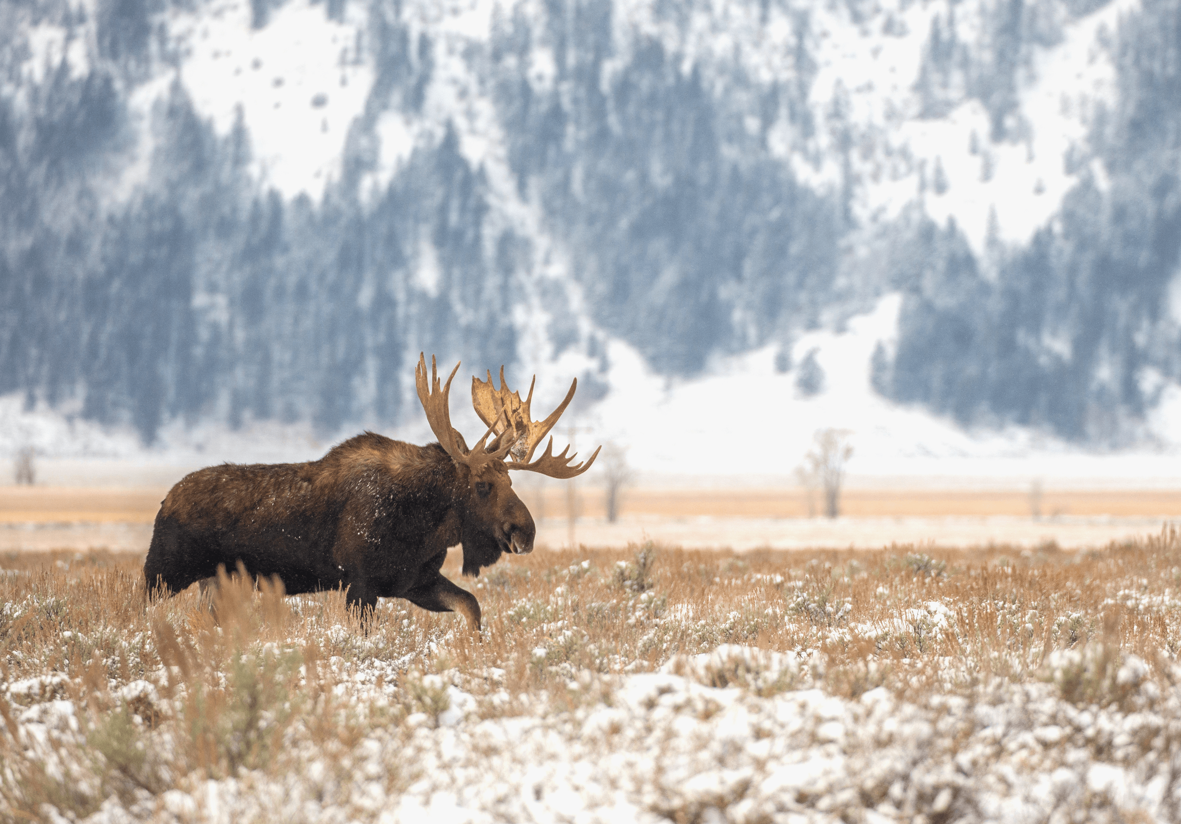 Balance #27 Moose