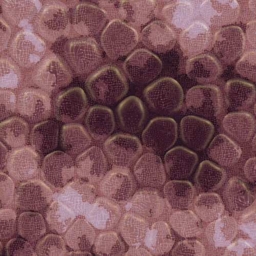 Vitreous #26