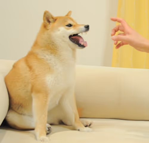 Feisty Doge Print