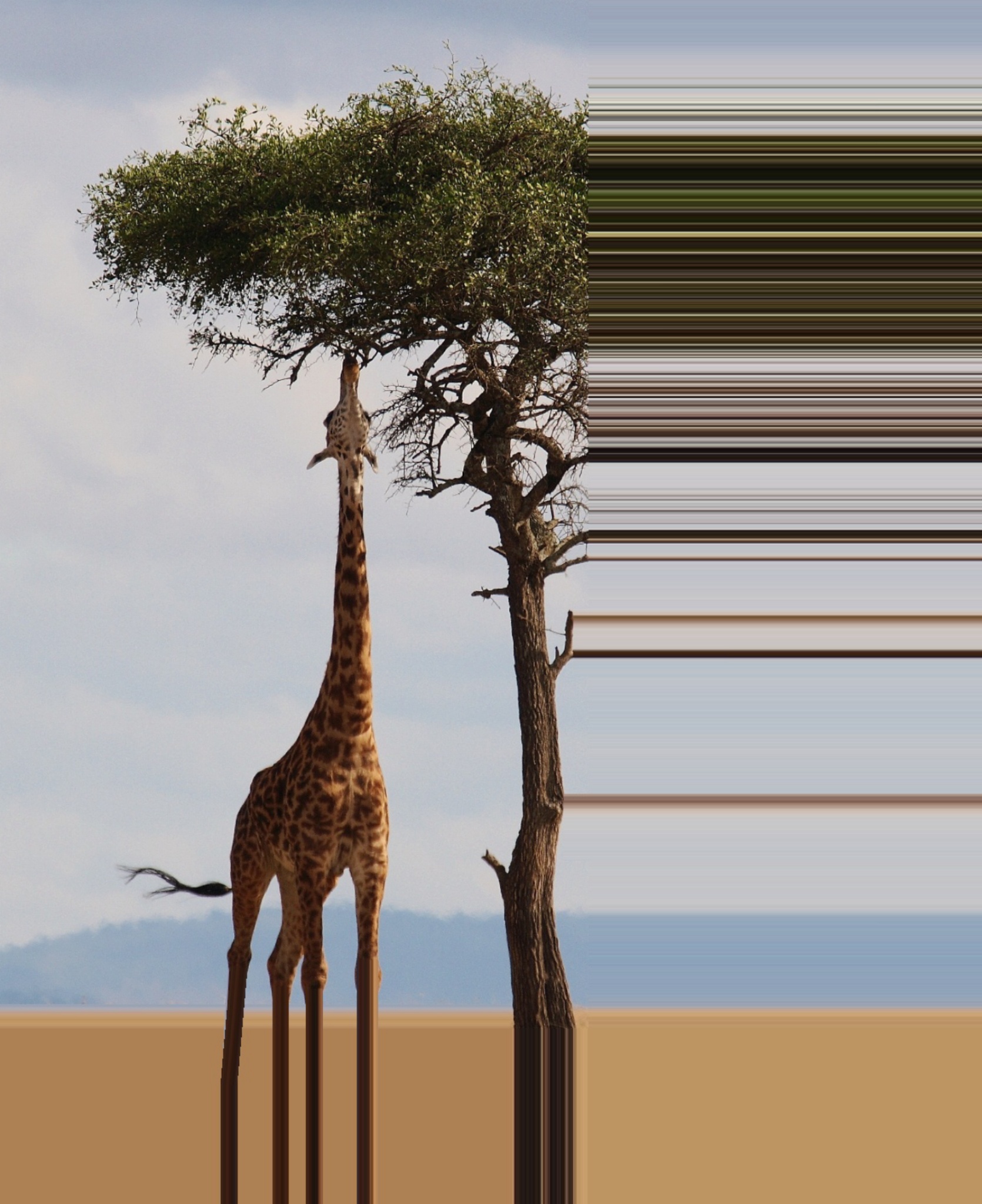Giraffe