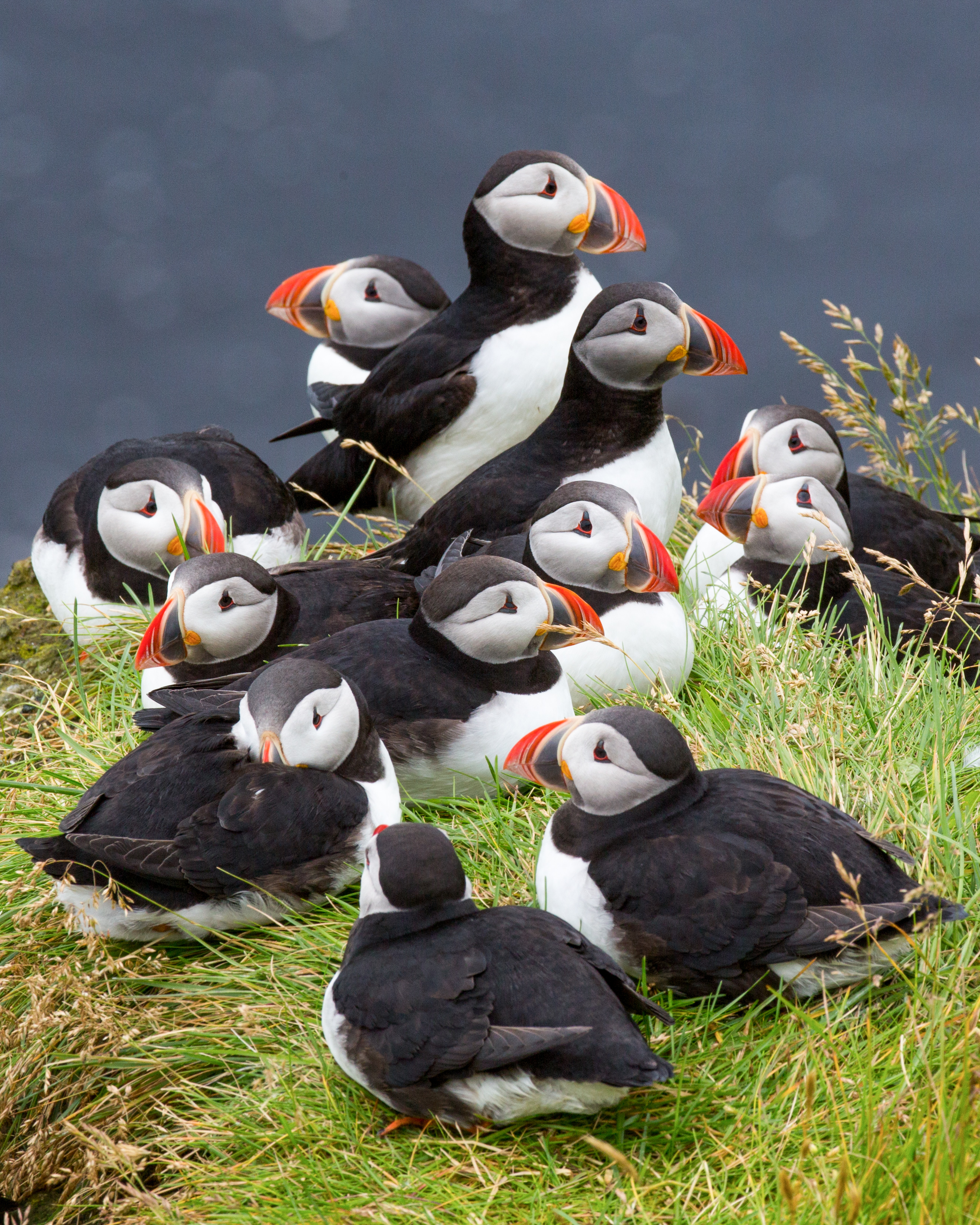 Circus of Puffins