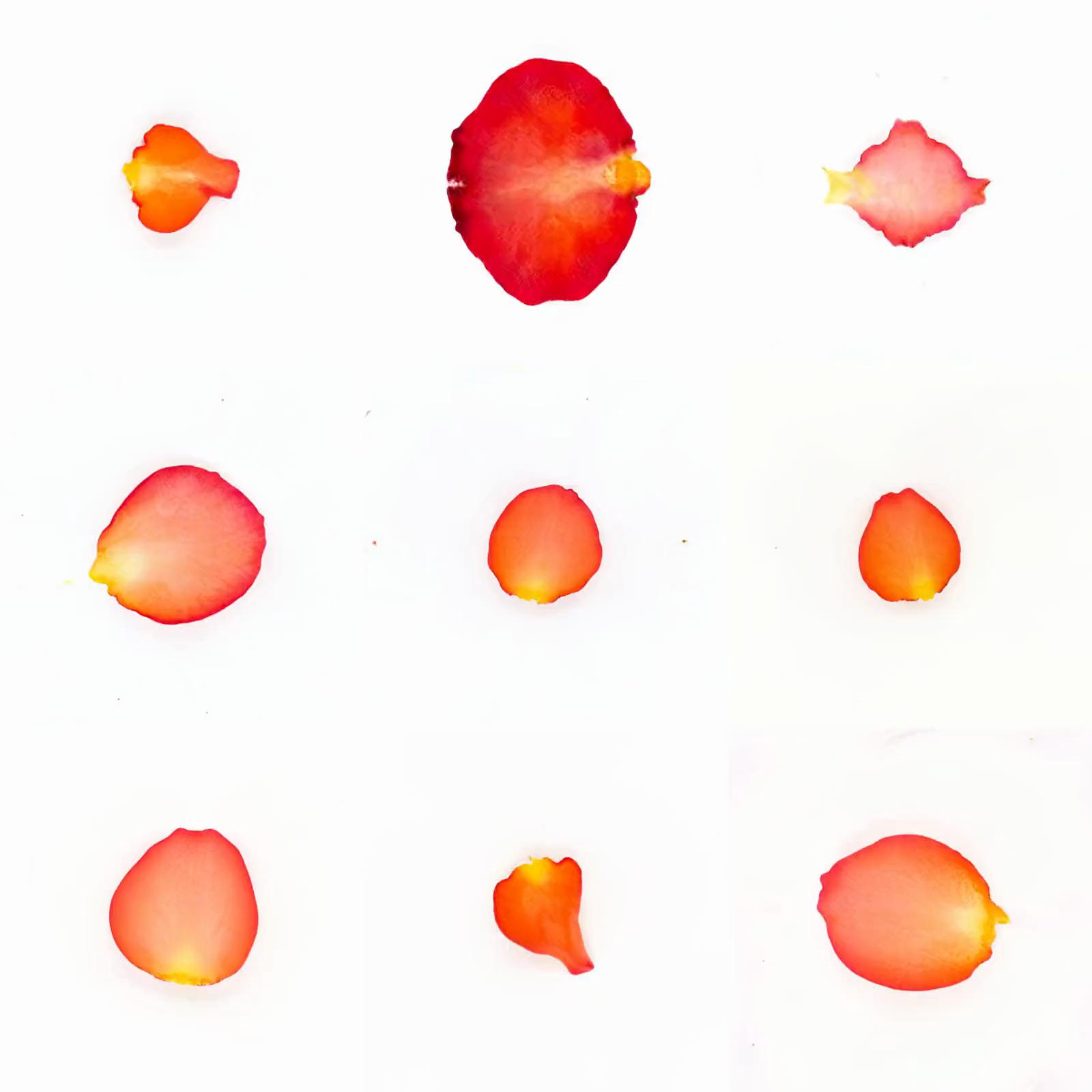 Infinite Petals 3x3#2389