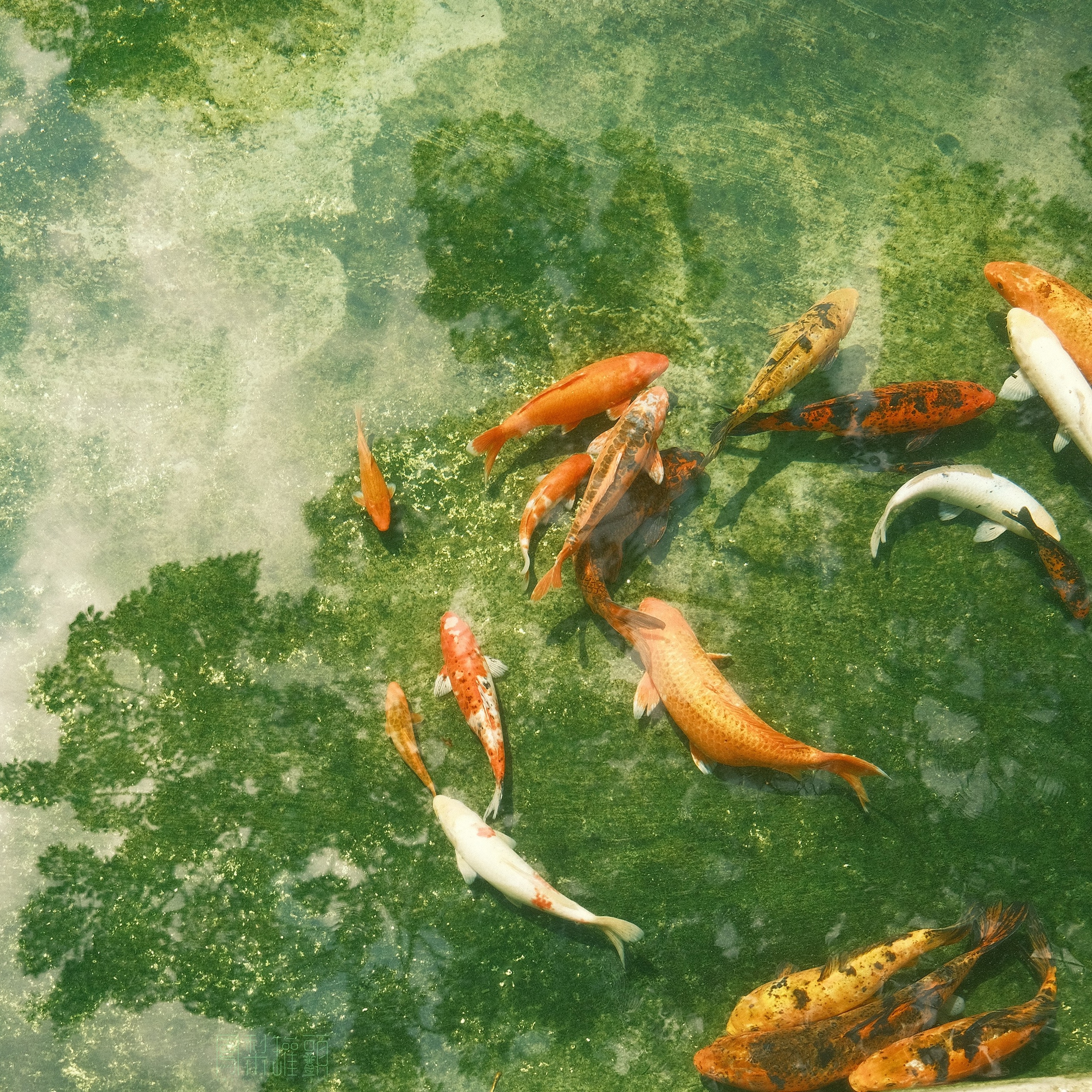 Fish