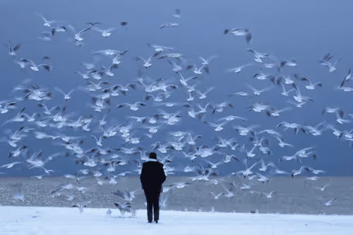 Naughty kids of the sea : Seagulls