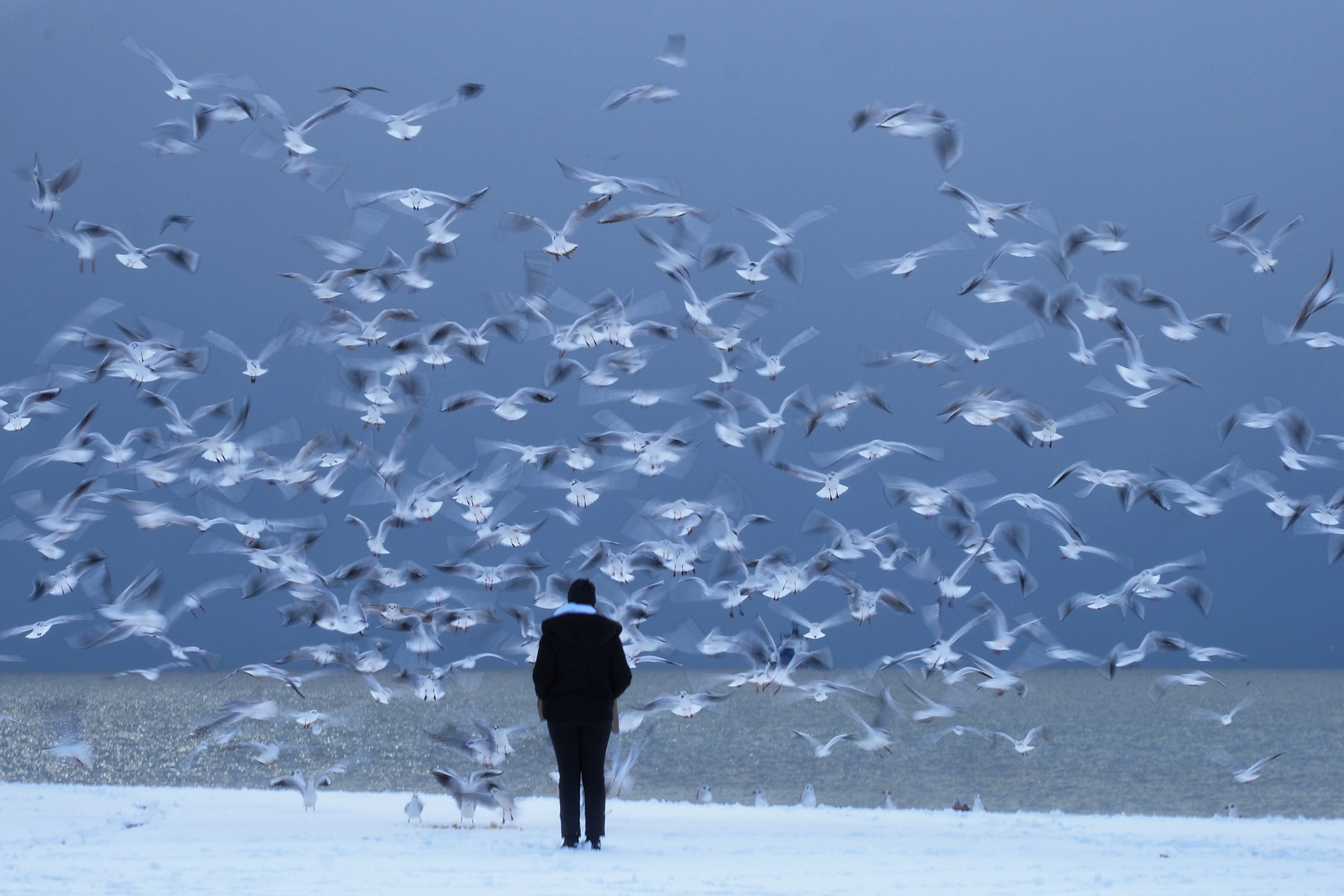 Naughty kids of the sea : Seagulls