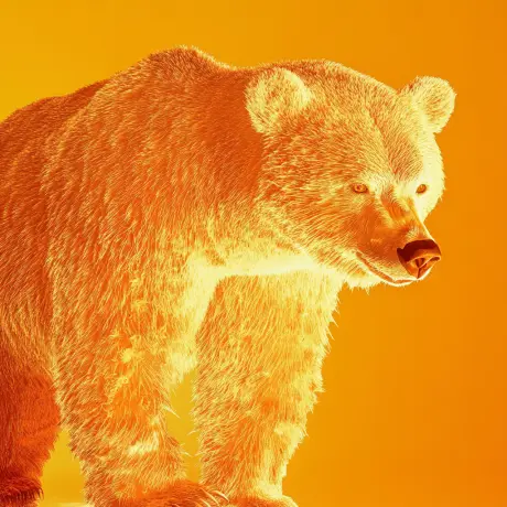 bear #375