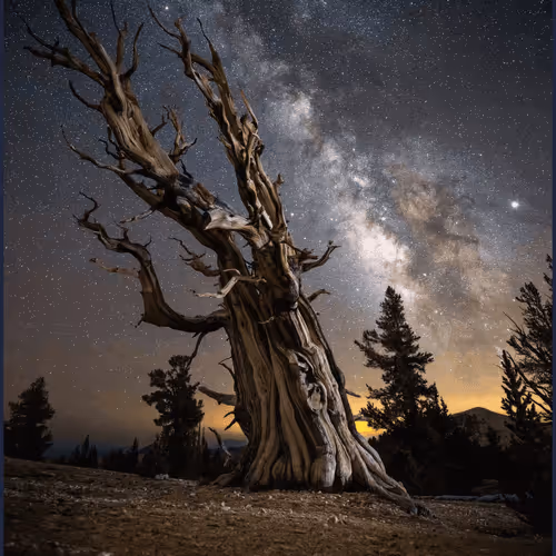 Non-Fungible Organism by Jordan Inglee
