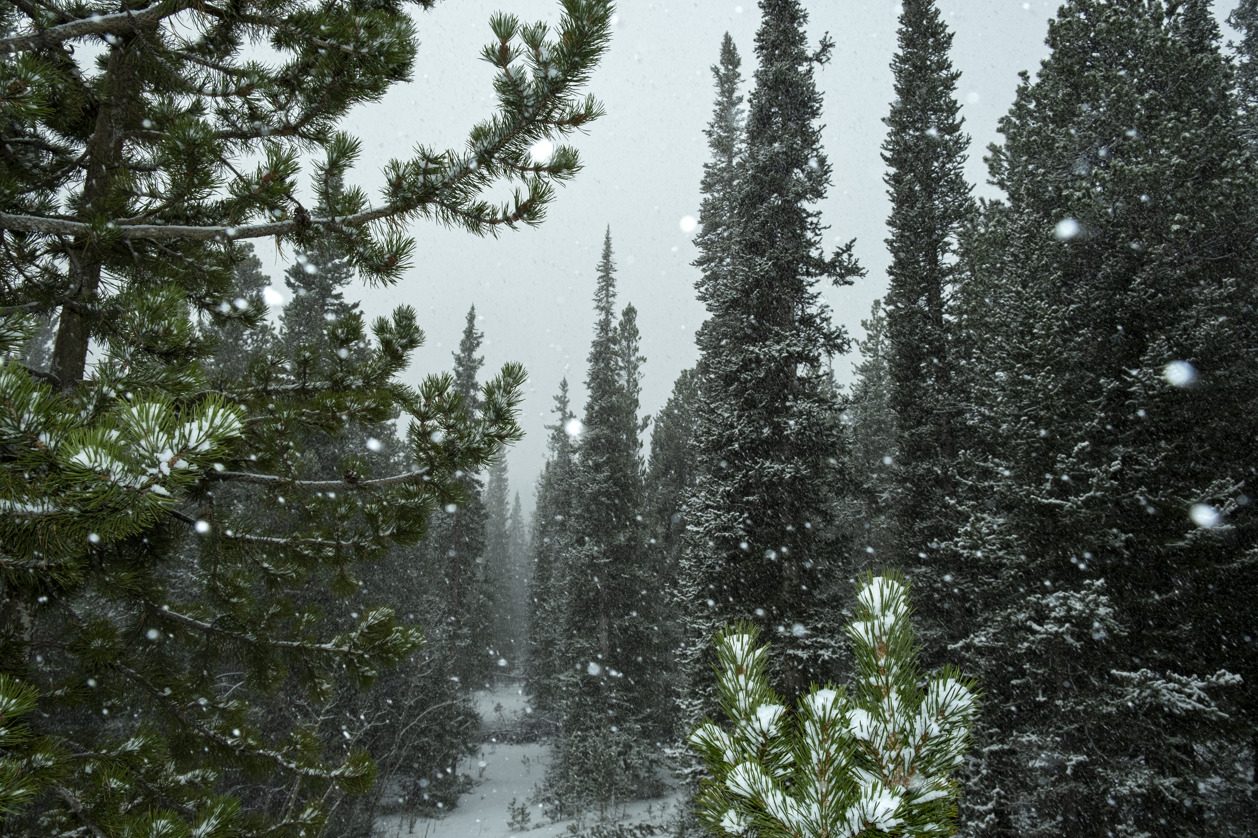 First Snow #29/30