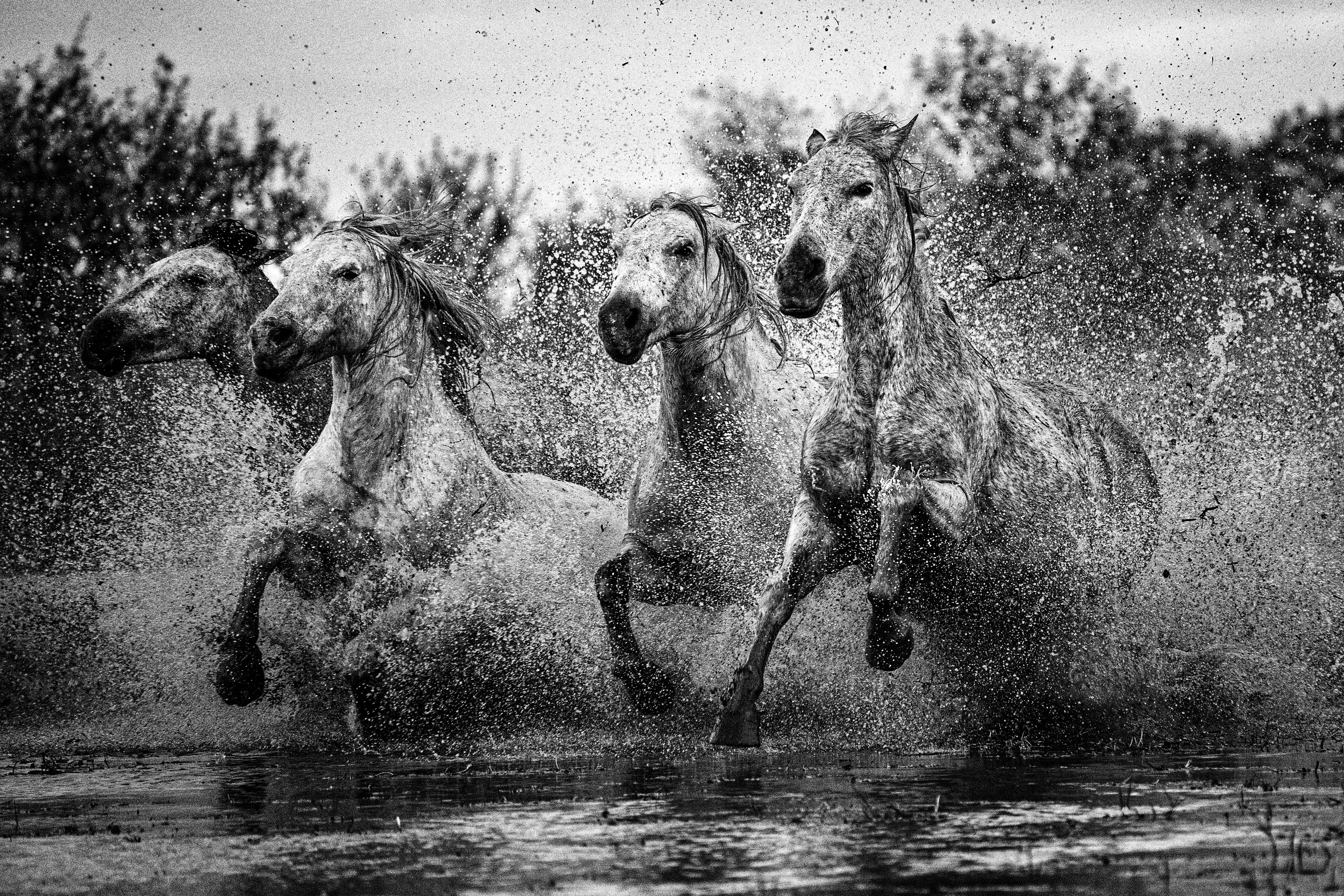 The Galloping Quartet #15