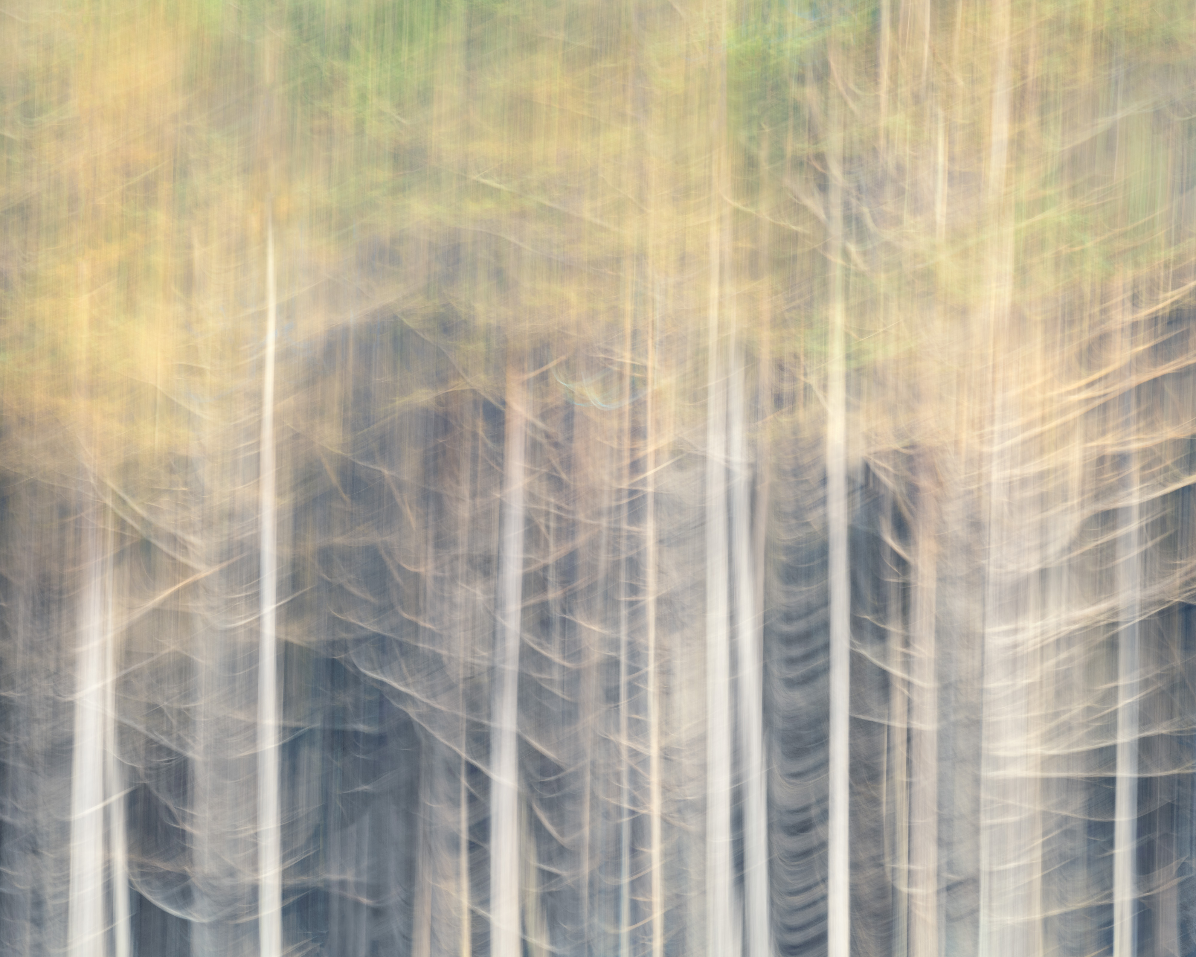 Forest Edge