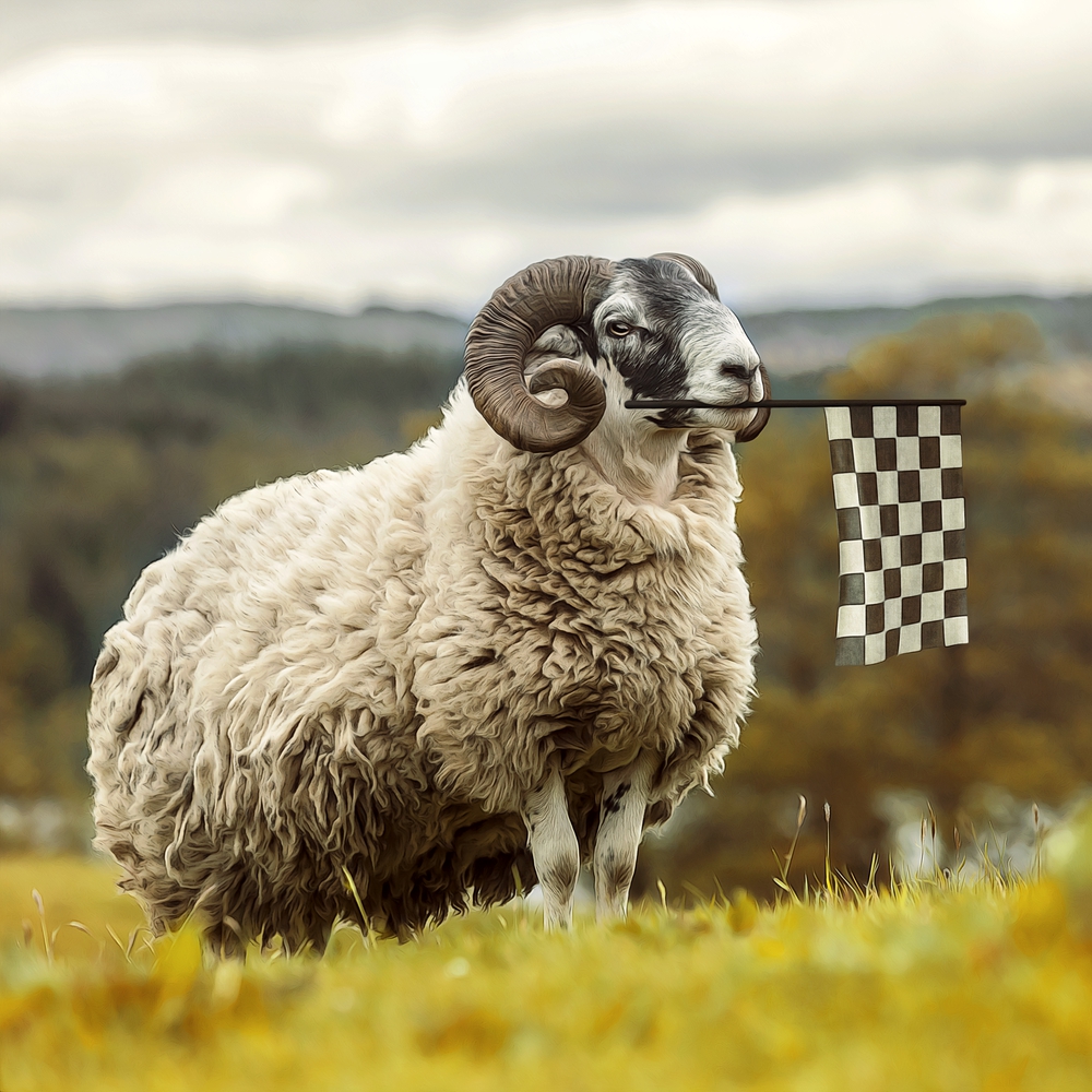 Animals - Ram