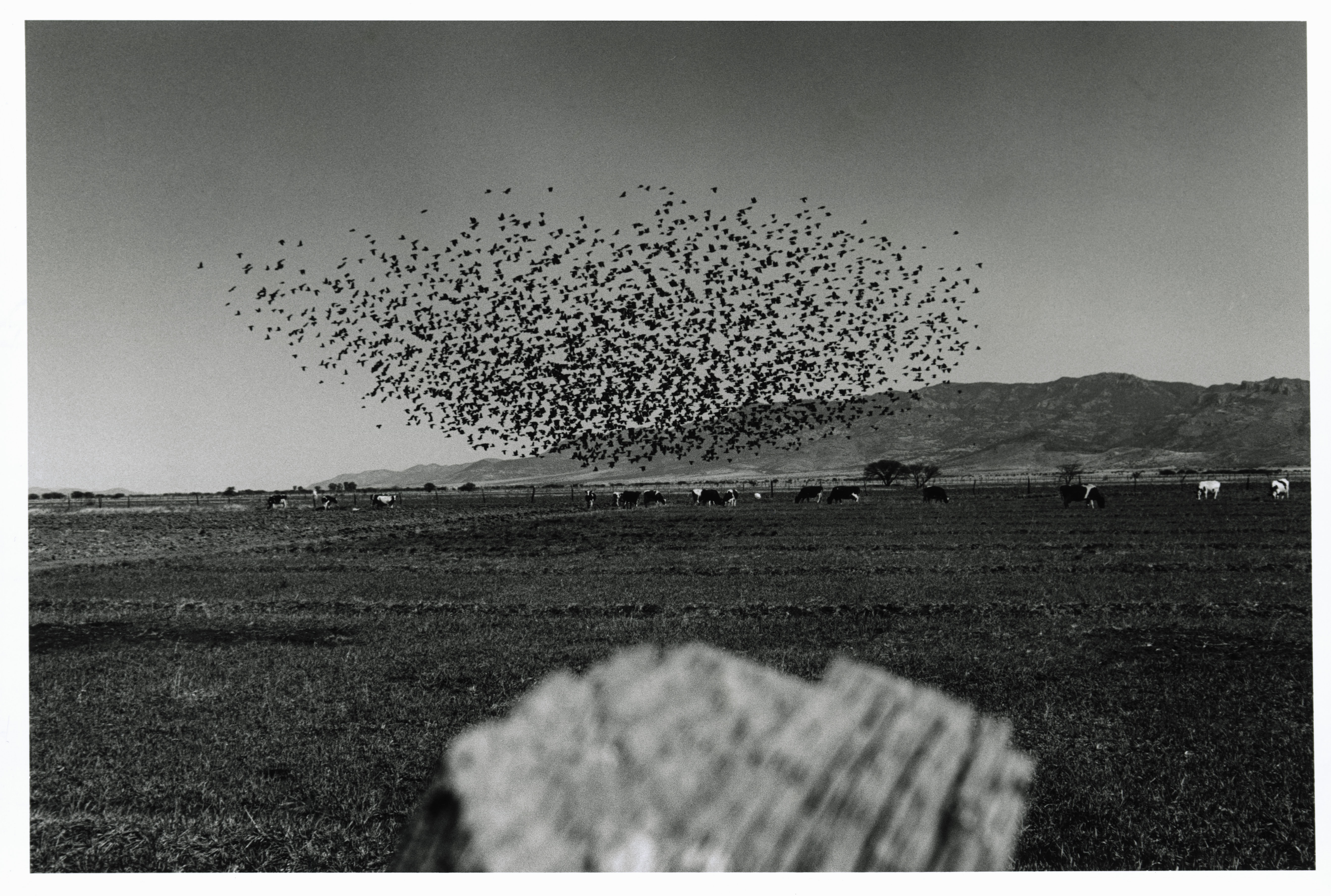 Magnum 75 #57 by Larry Towell. Durango, Mexico. 1996
