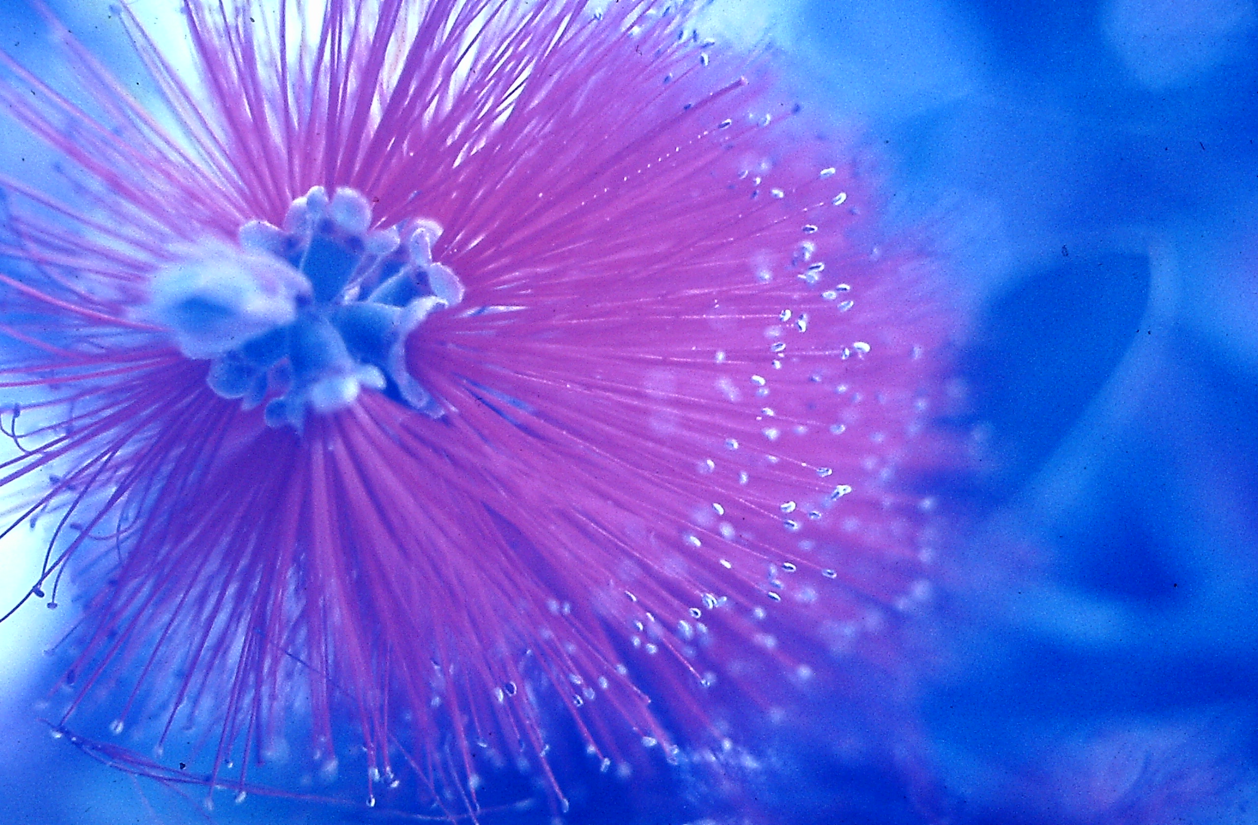 Morning Dew