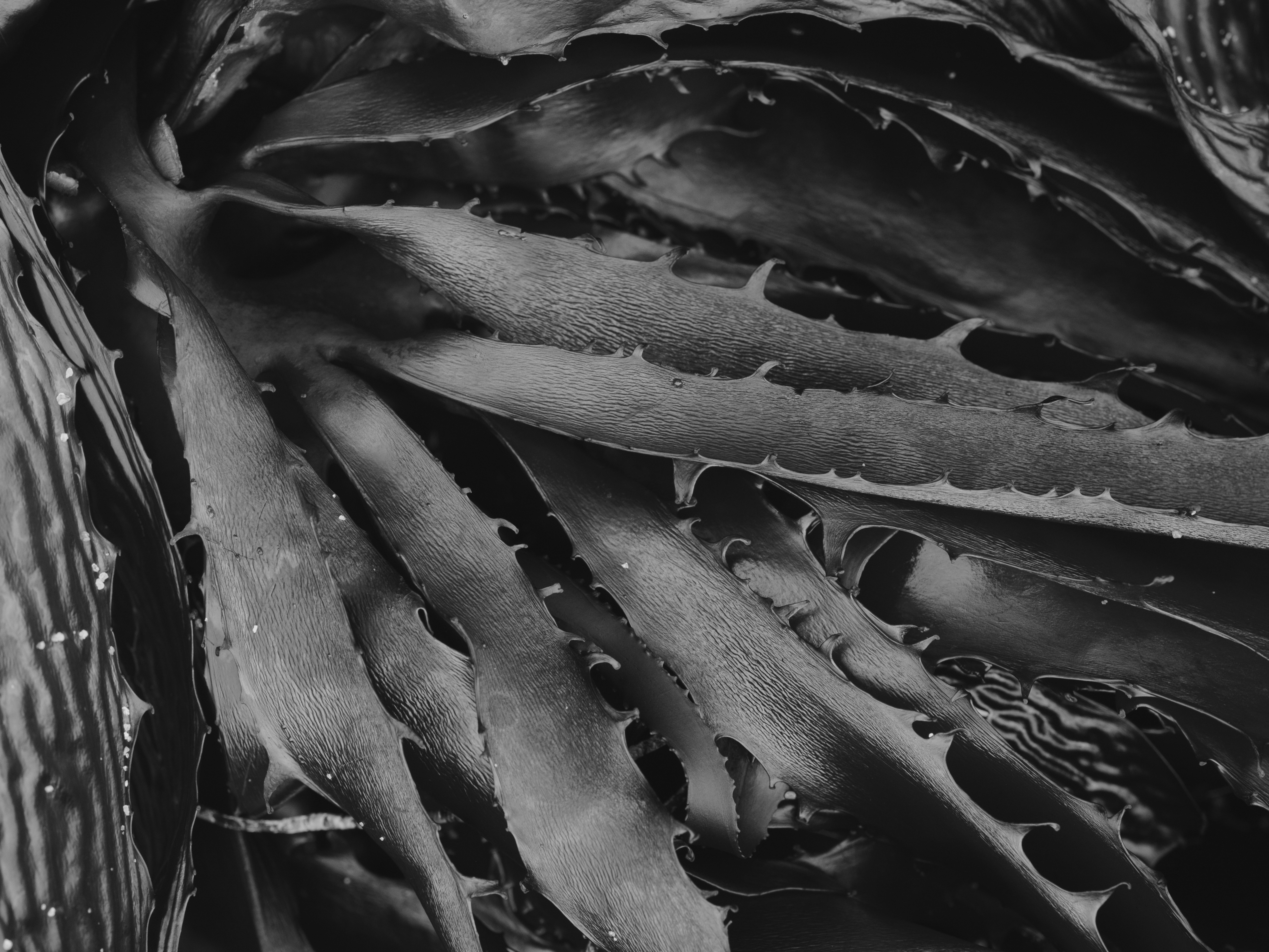 Plate 16, Kelp Blades
